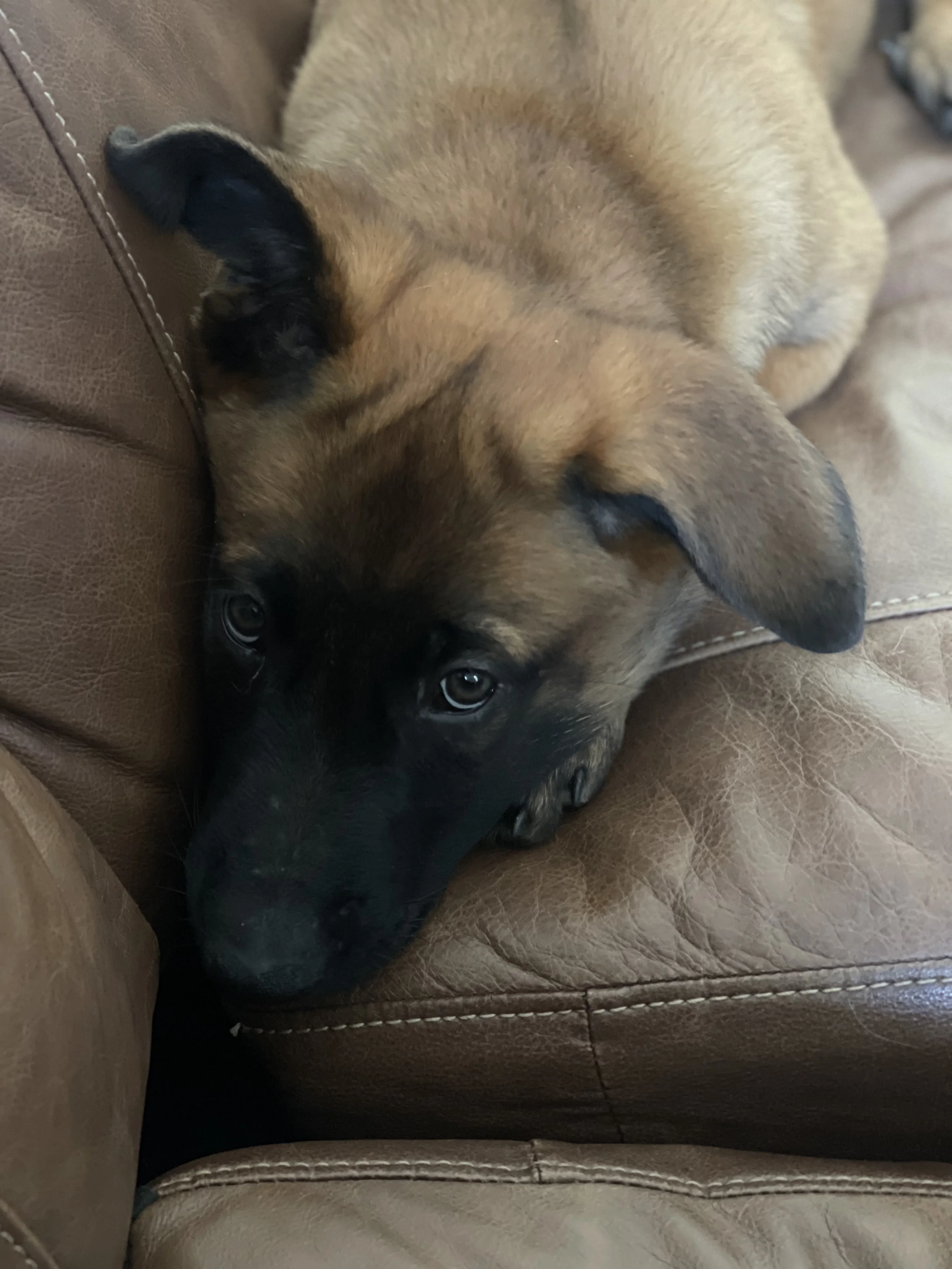 Sokka from the Ranger x Mila litter during puppy evaluation and development.
