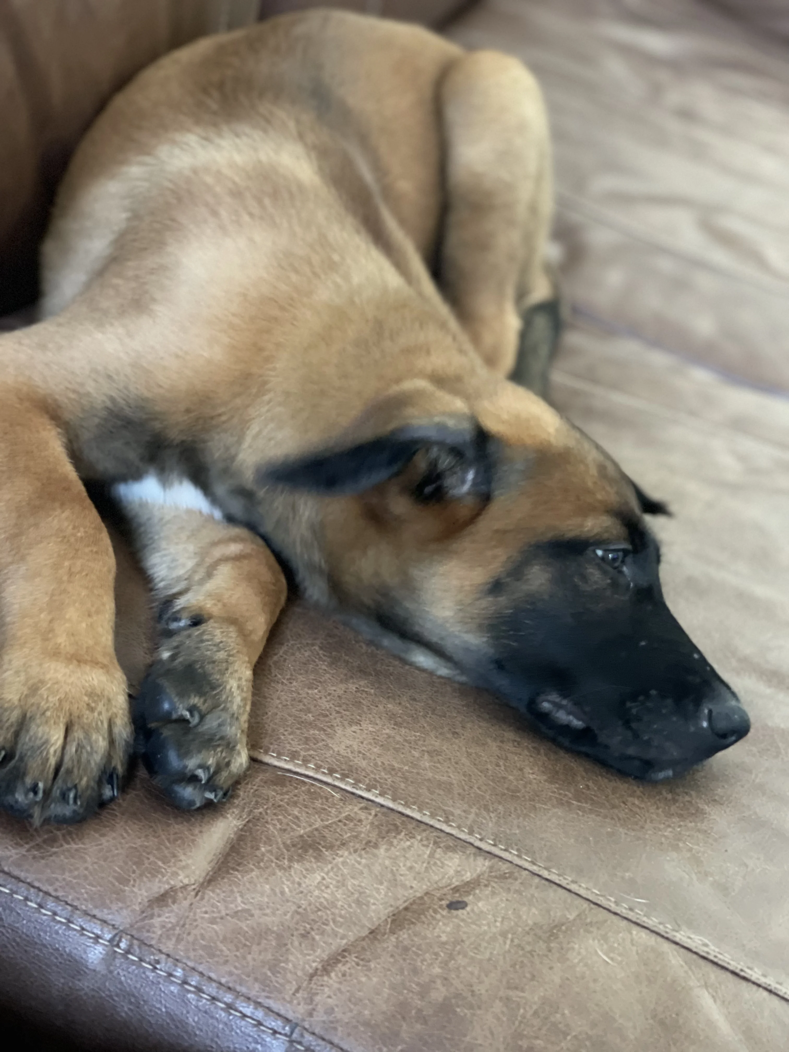Sokka, Light Blue-collar male puppy.