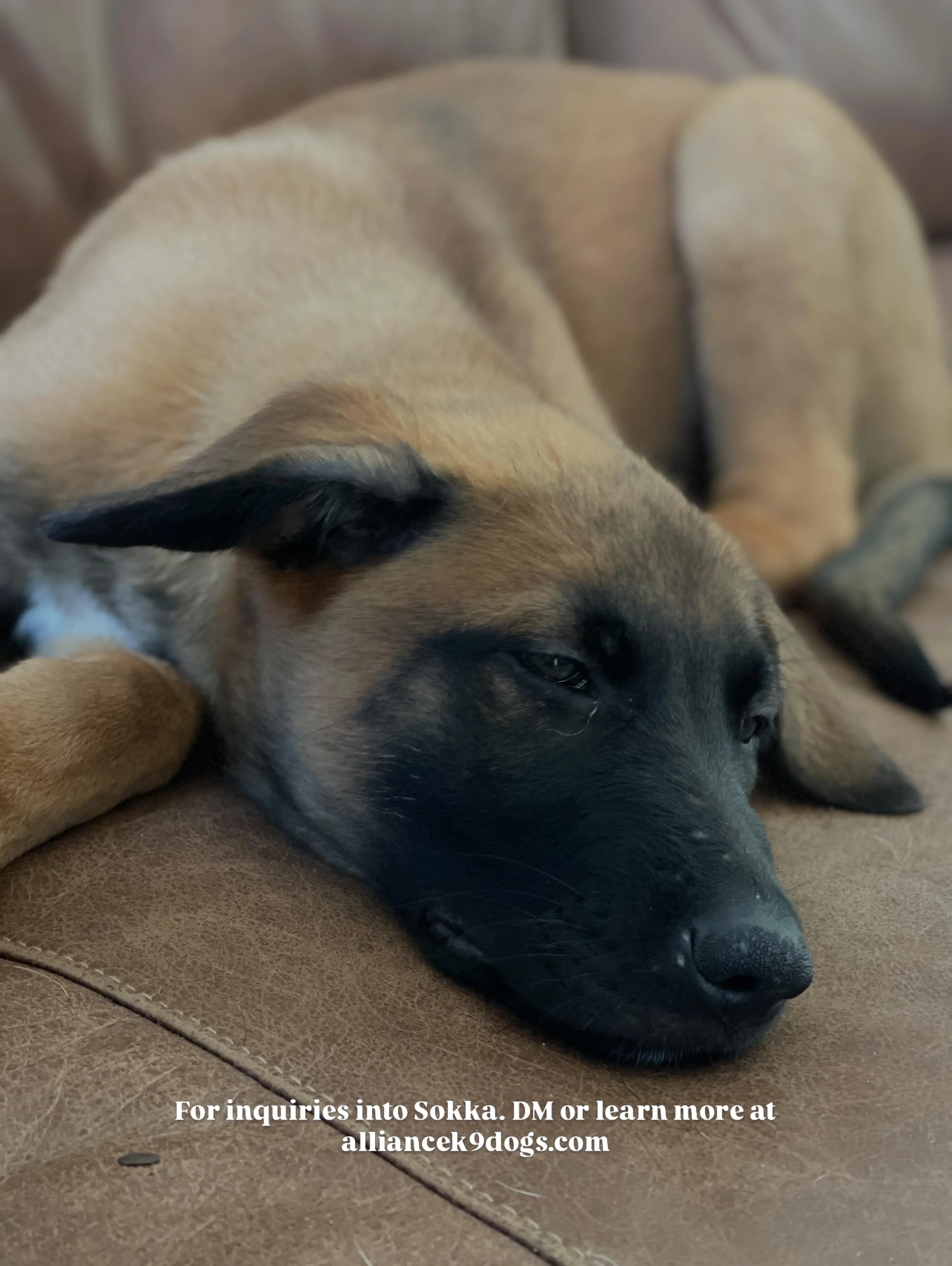 Sokka from the Ranger x Mila litter during puppy evaluation and development.
