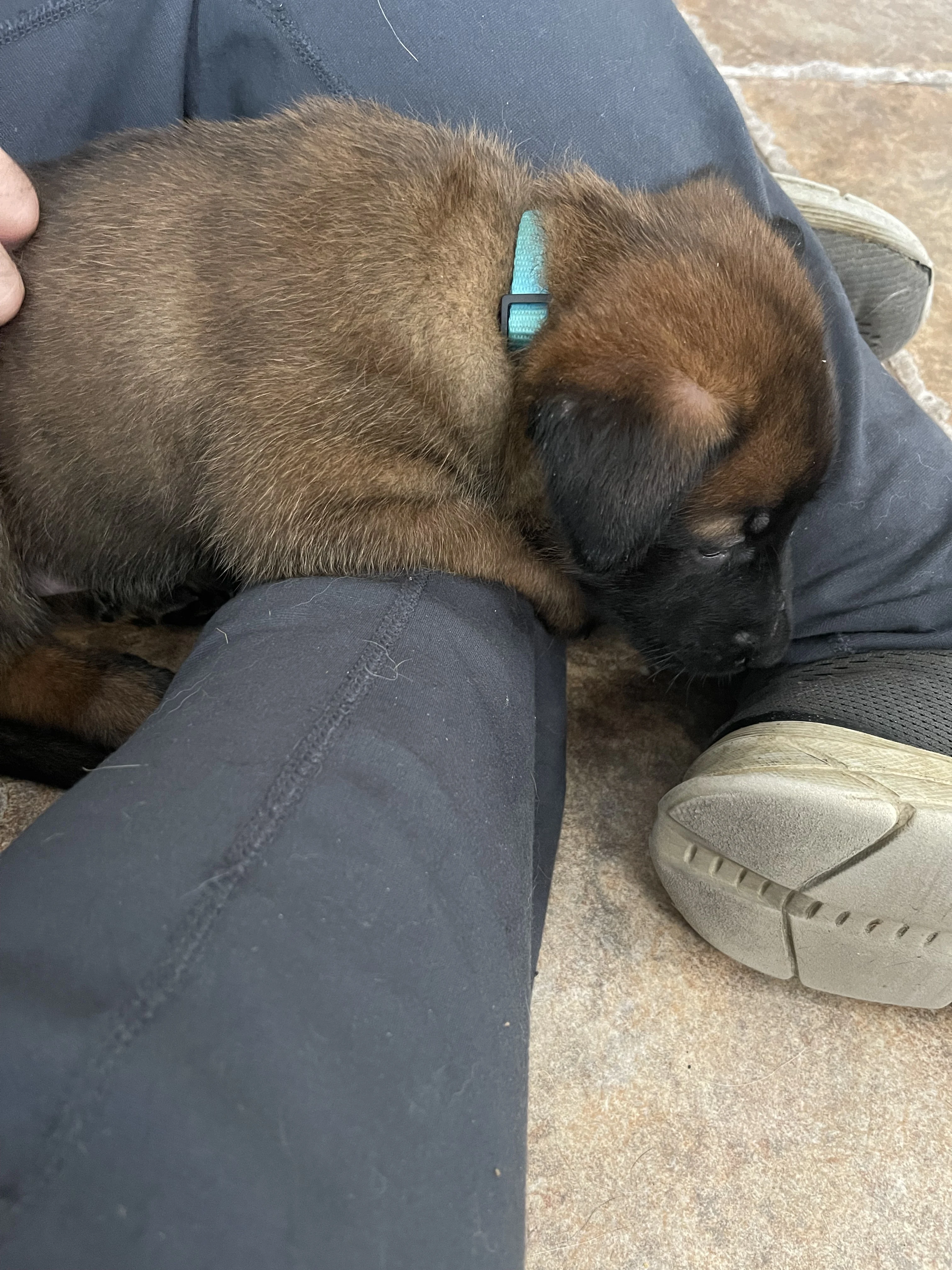 Sokka from the Ranger x Mila litter during puppy evaluation and development.
