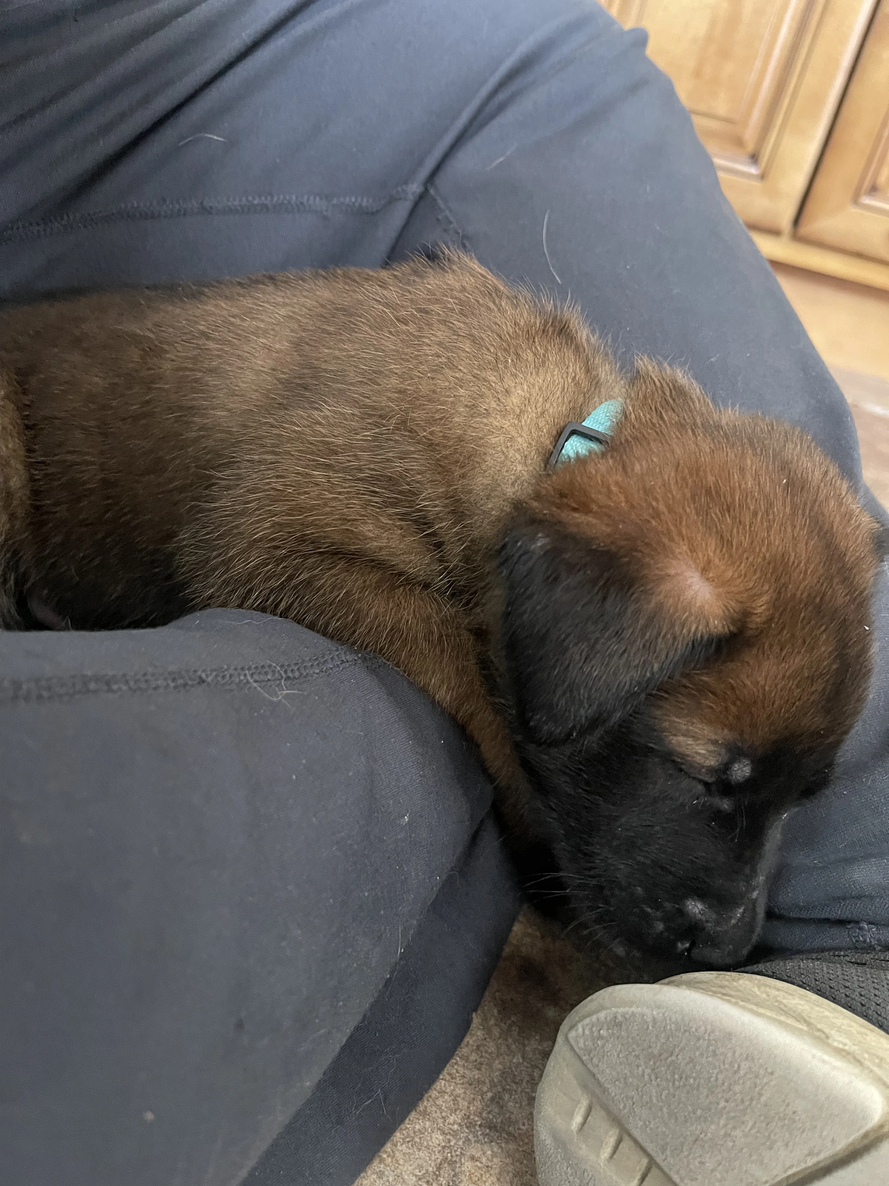 Sokka from the Ranger x Mila litter during puppy evaluation and development.