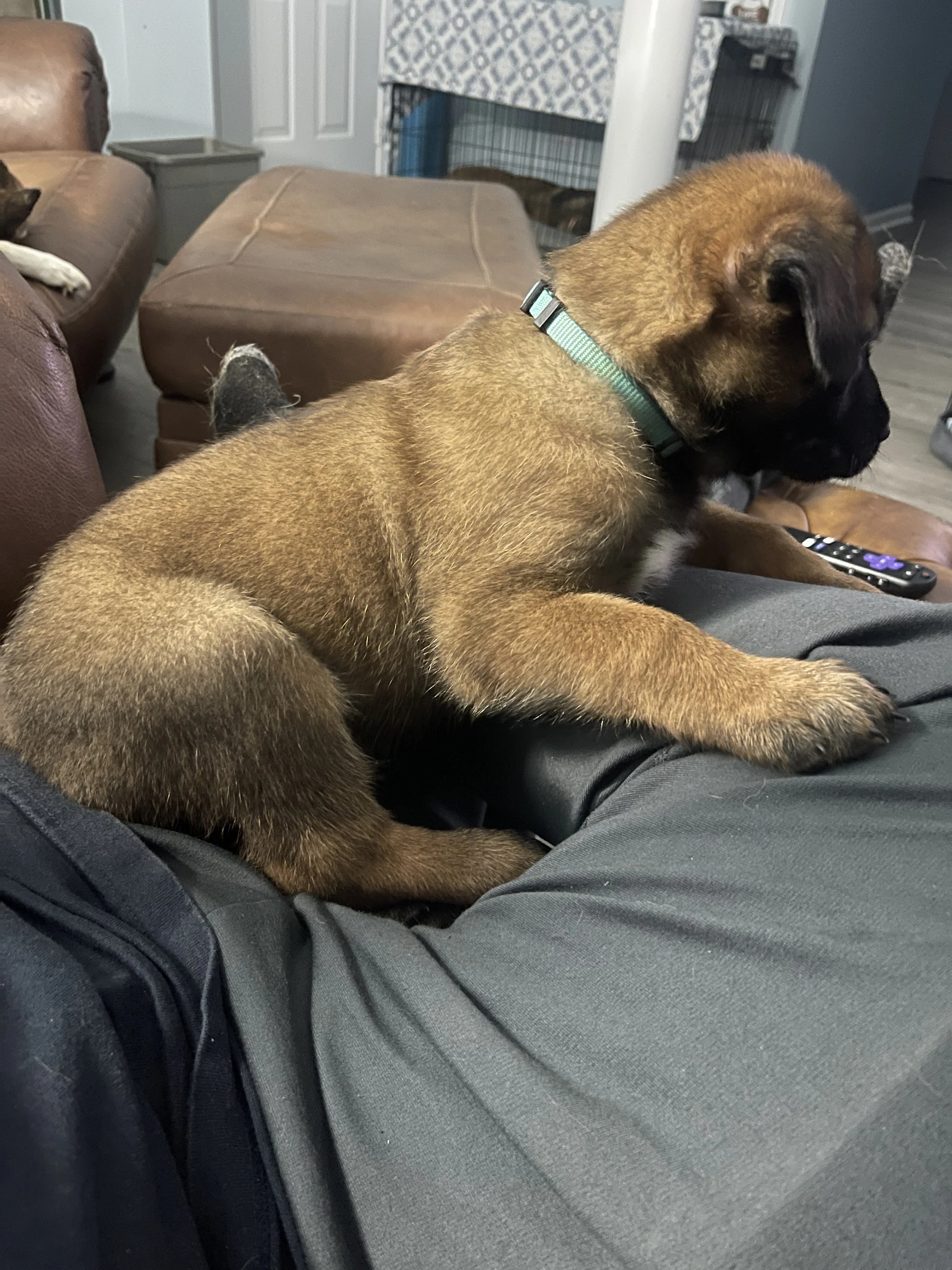 Sokka from the Ranger x Mila litter during puppy evaluation and development.