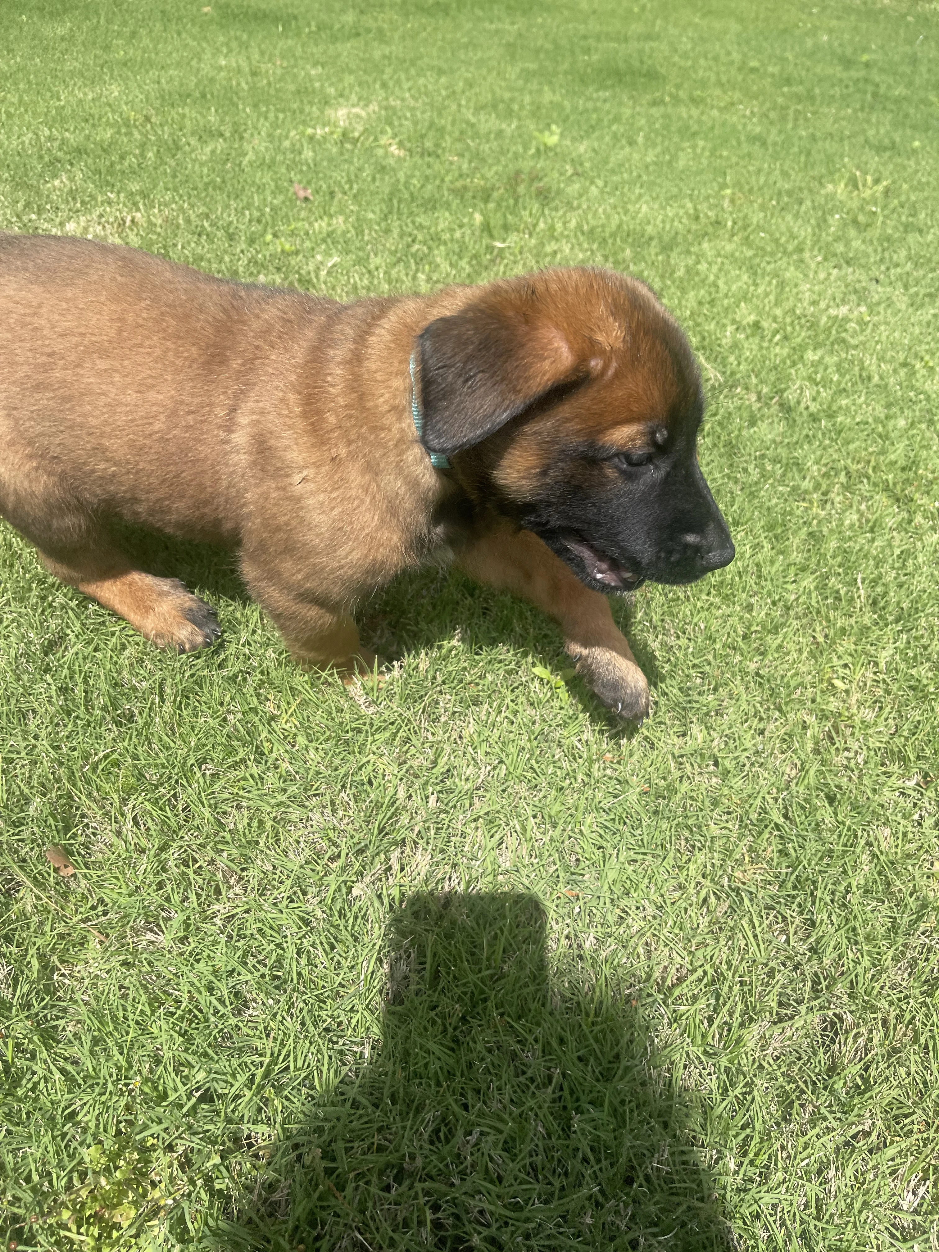 Sokka from the Ranger x Mila litter during puppy evaluation and development.