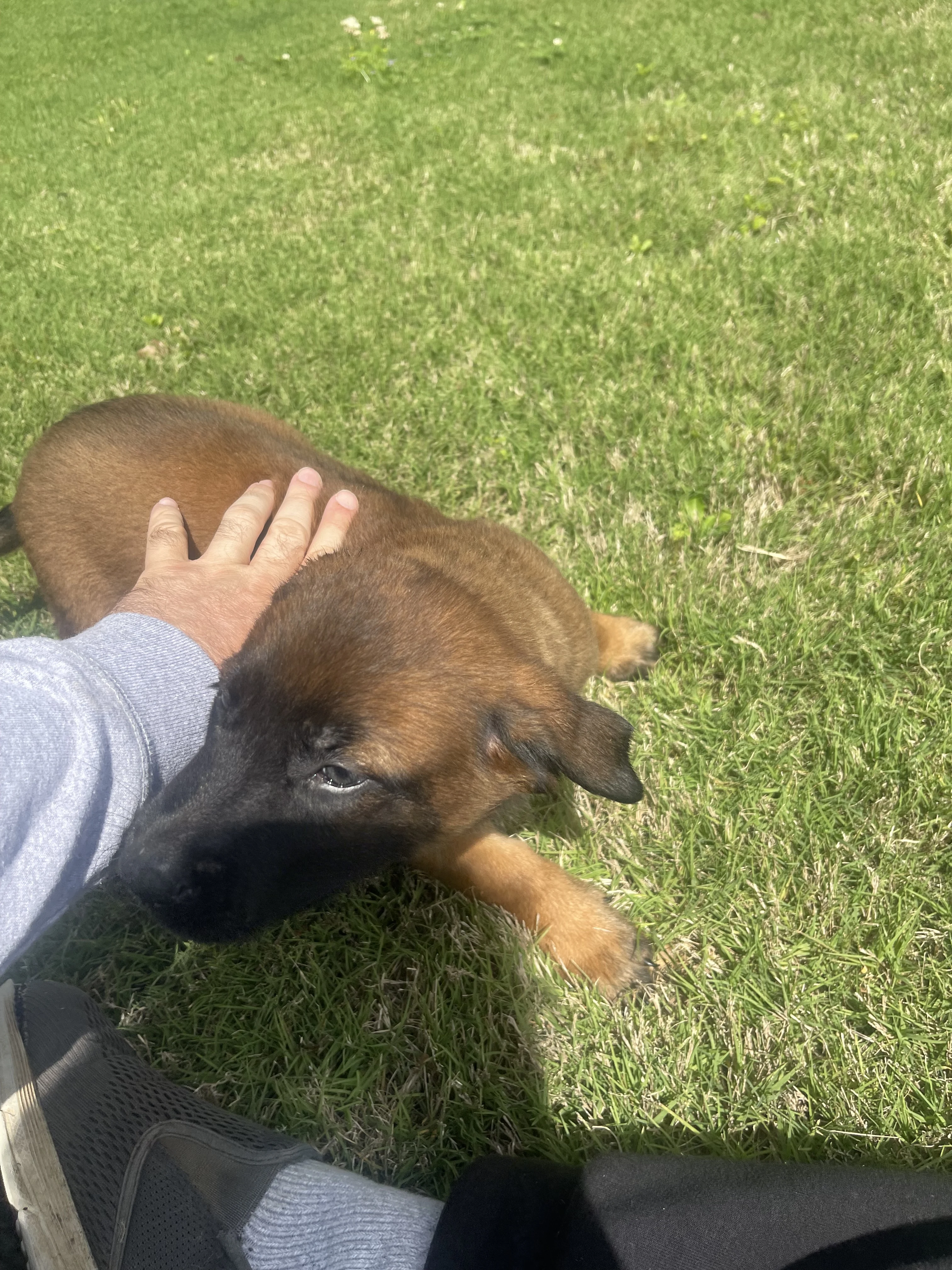 Sokka from the Ranger x Mila litter during puppy evaluation and development.