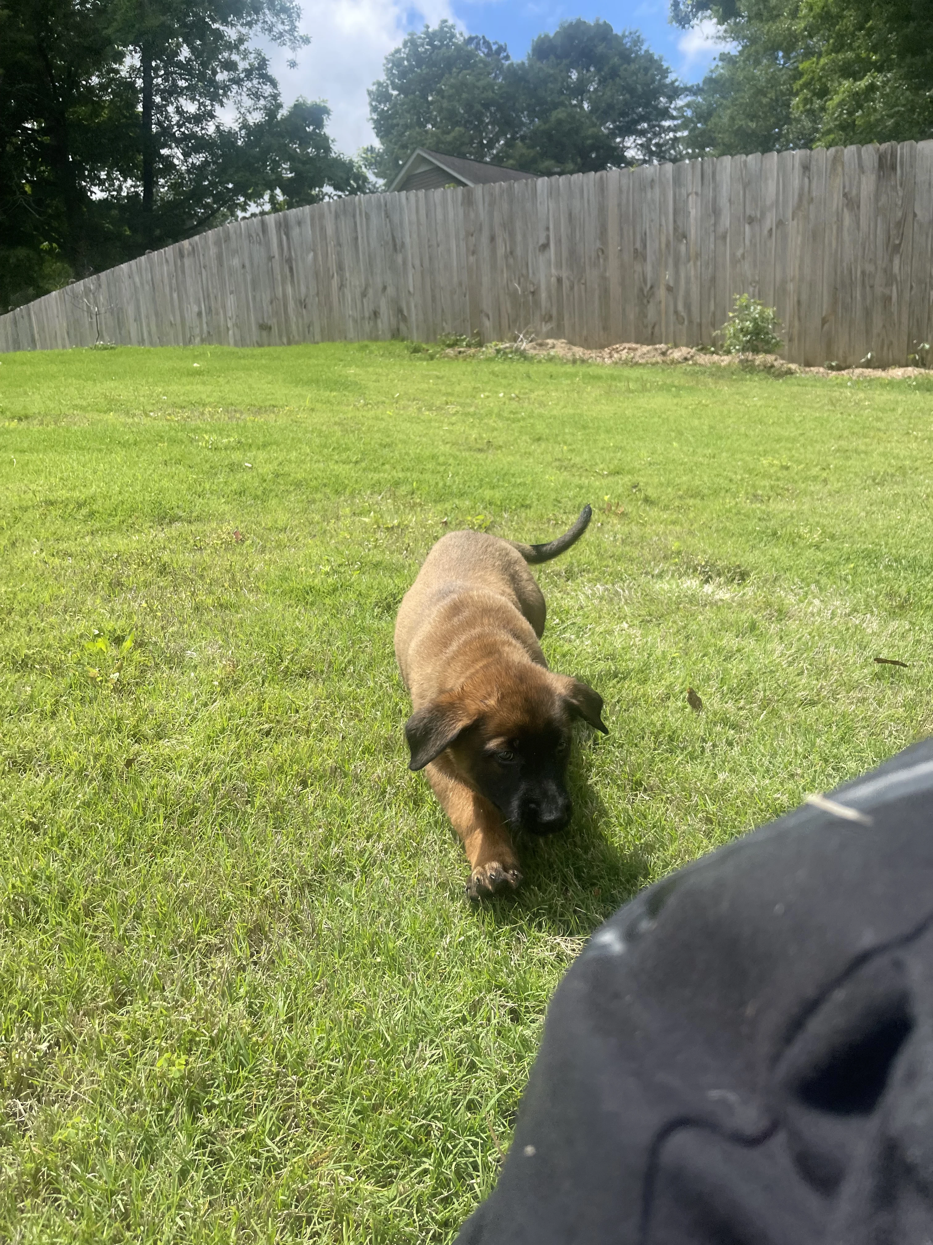 Sokka from the Ranger x Mila litter during puppy evaluation and development.