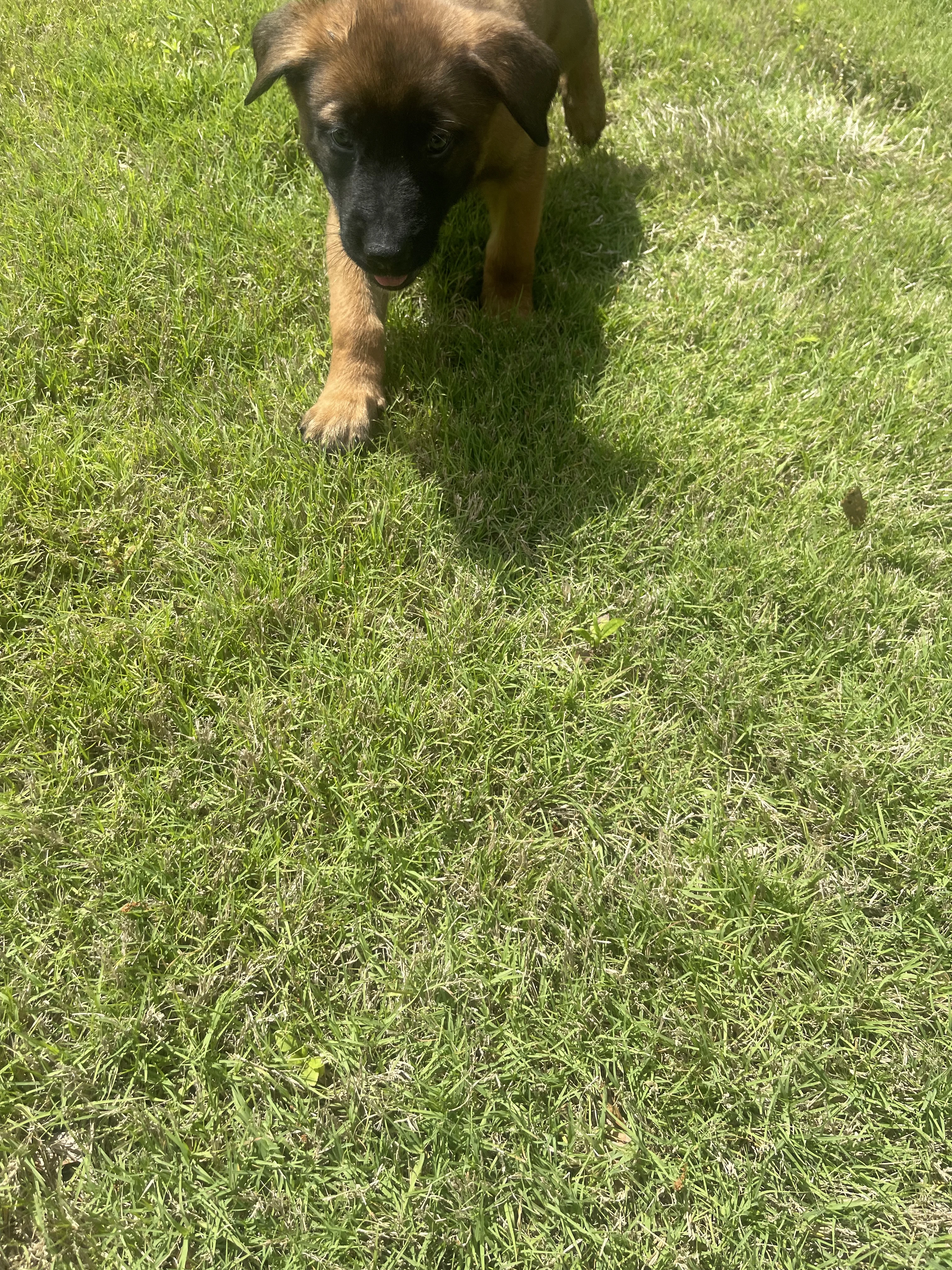 Sokka from the Ranger x Mila litter during puppy evaluation and development.