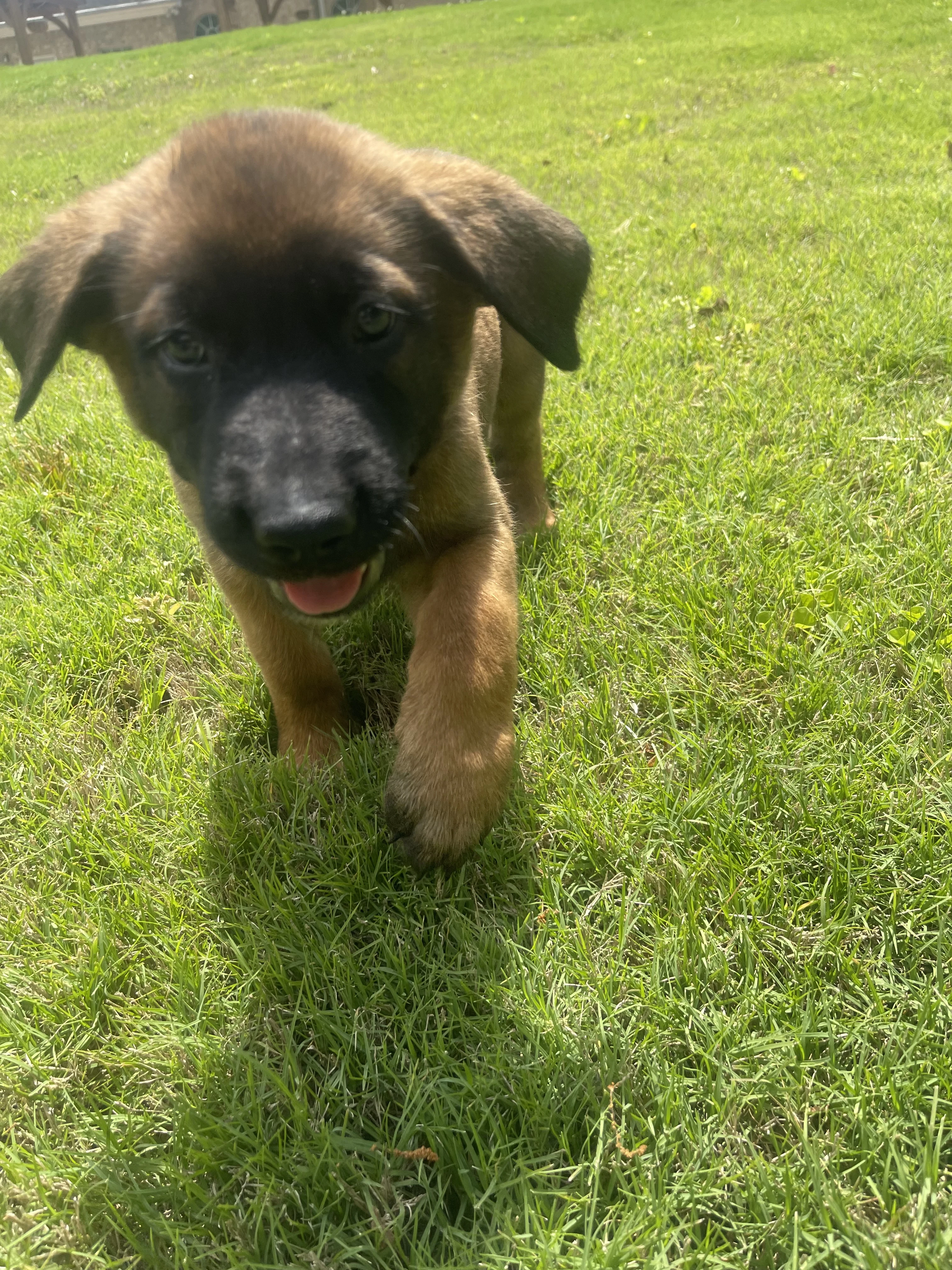 Sokka from the Ranger x Mila litter during puppy evaluation and development.