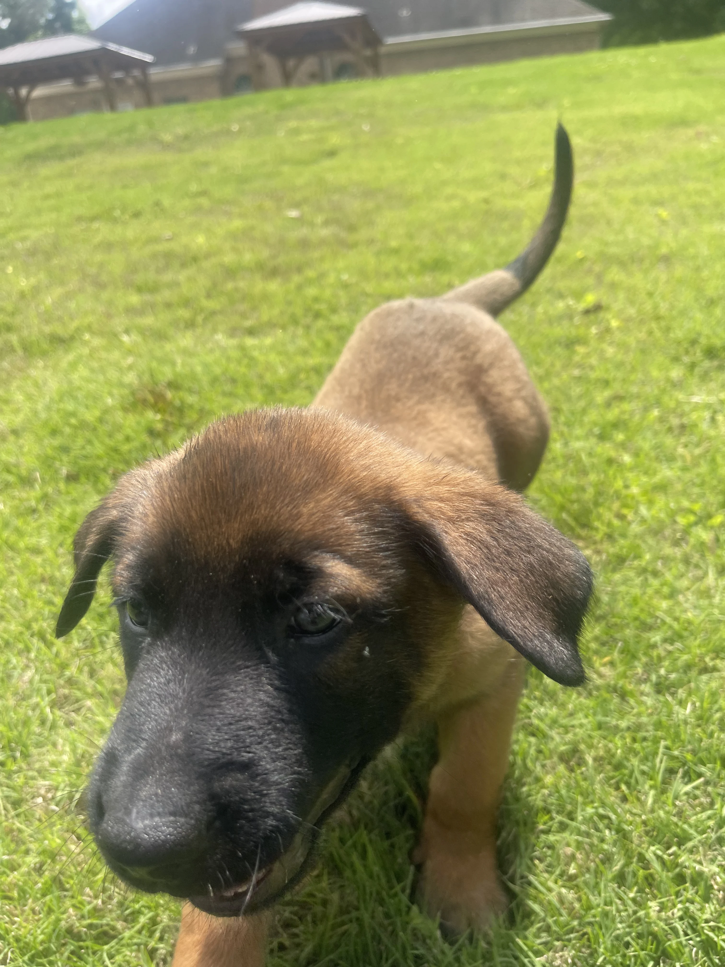Sokka from the Ranger x Mila litter during puppy evaluation and development.