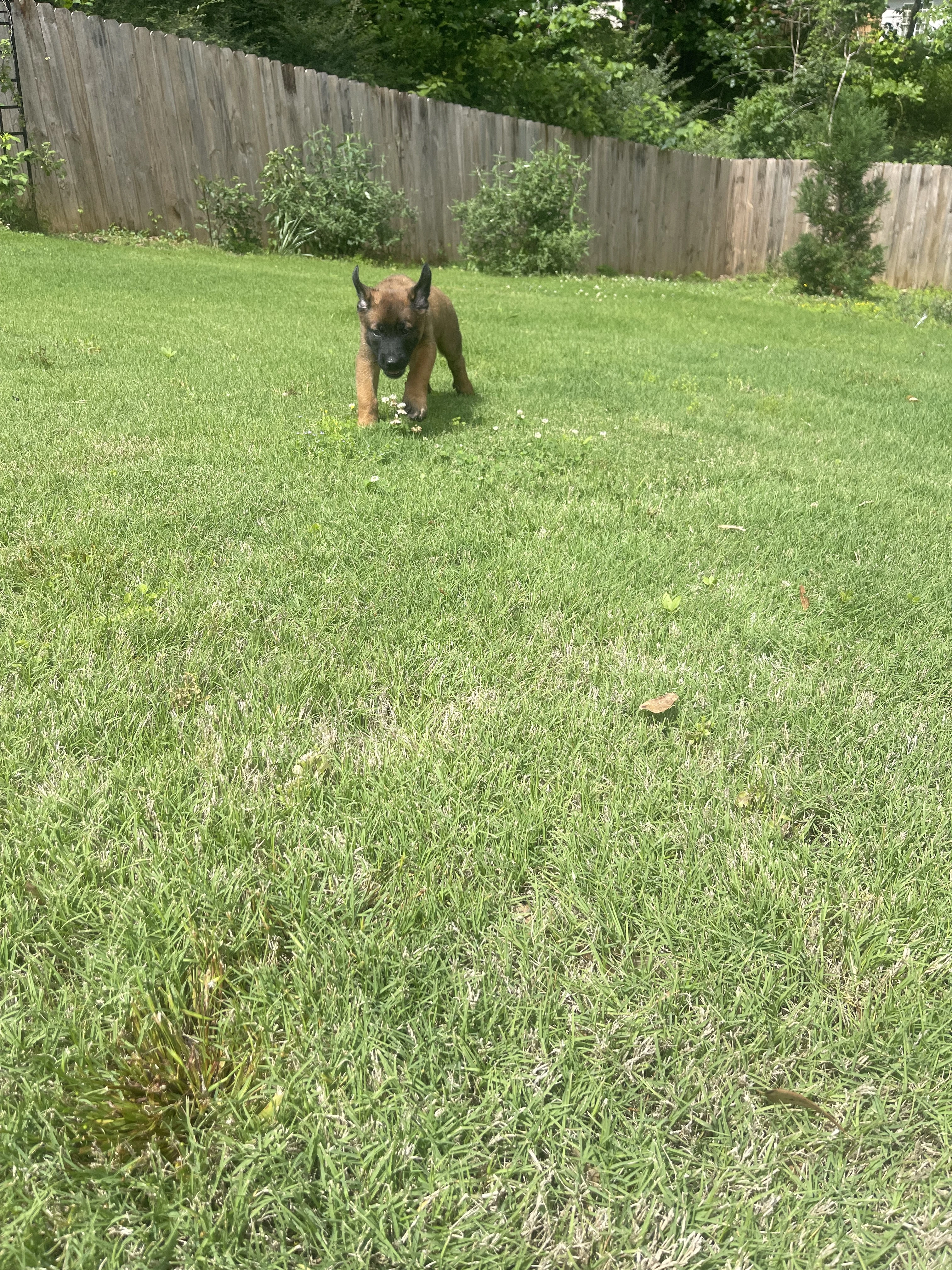 Sokka from the Ranger x Mila litter during puppy evaluation and development.