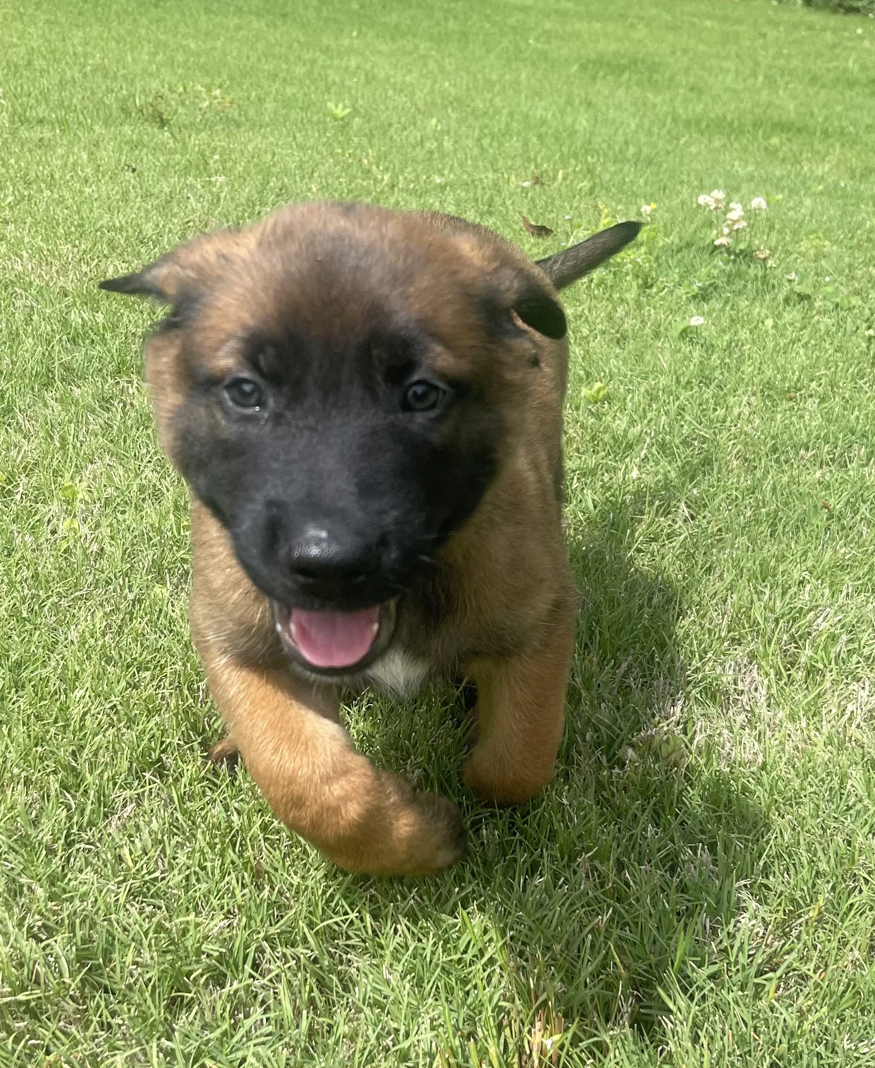 Sokka from the Ranger x Mila litter during puppy evaluation and development.