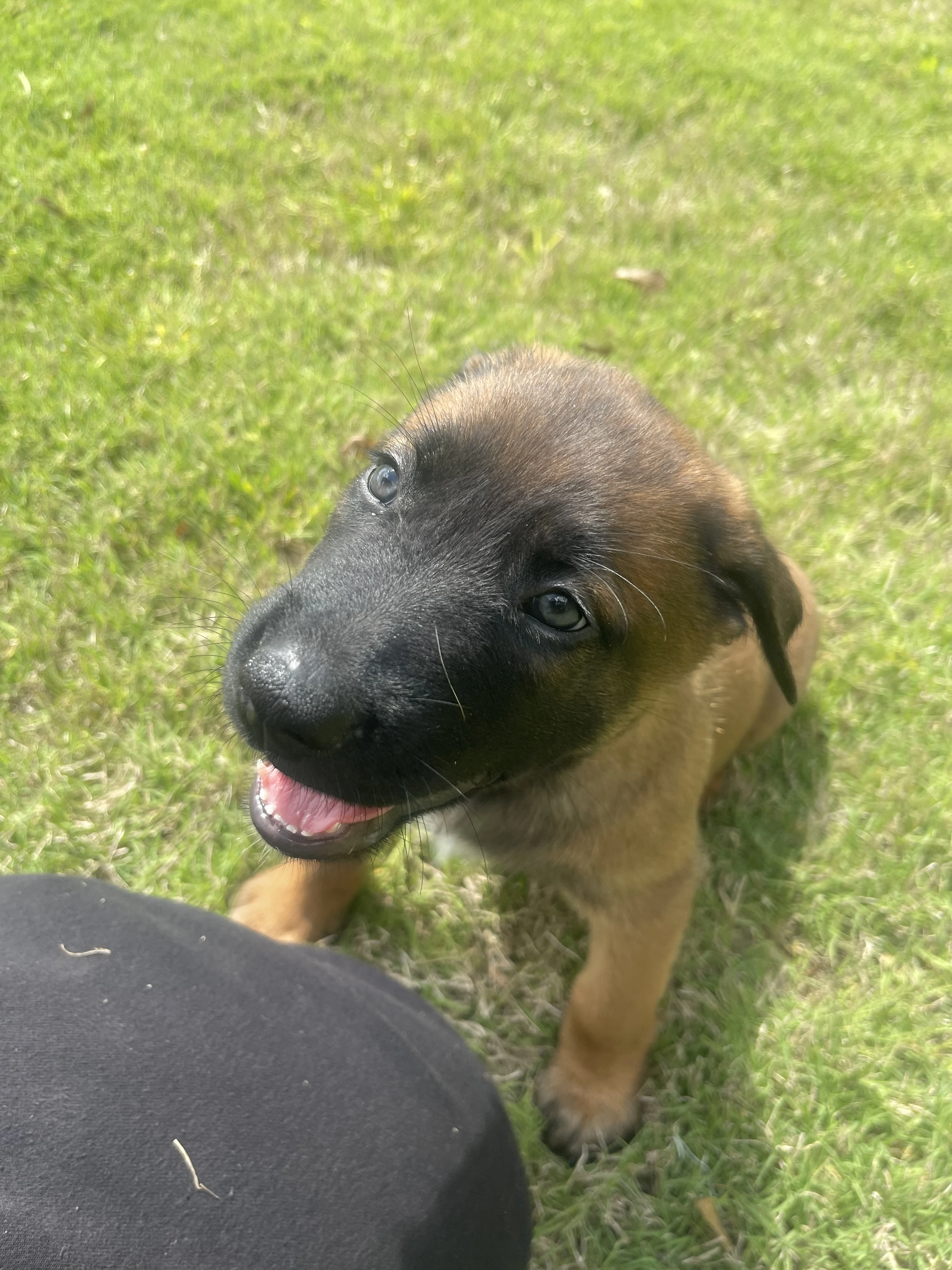 Sokka from the Ranger x Mila litter during puppy evaluation and development.