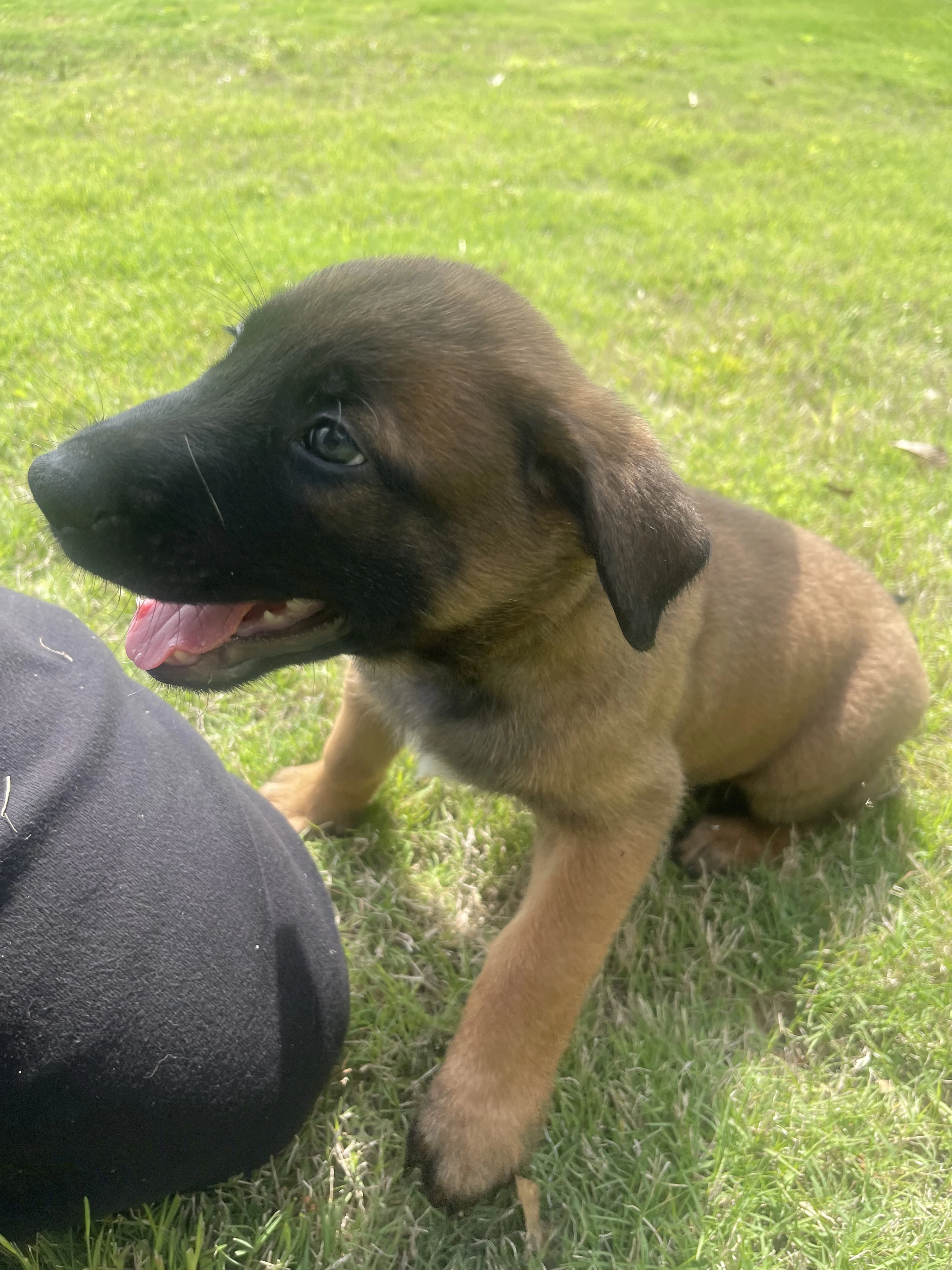 Sokka from the Ranger x Mila litter during puppy evaluation and development.