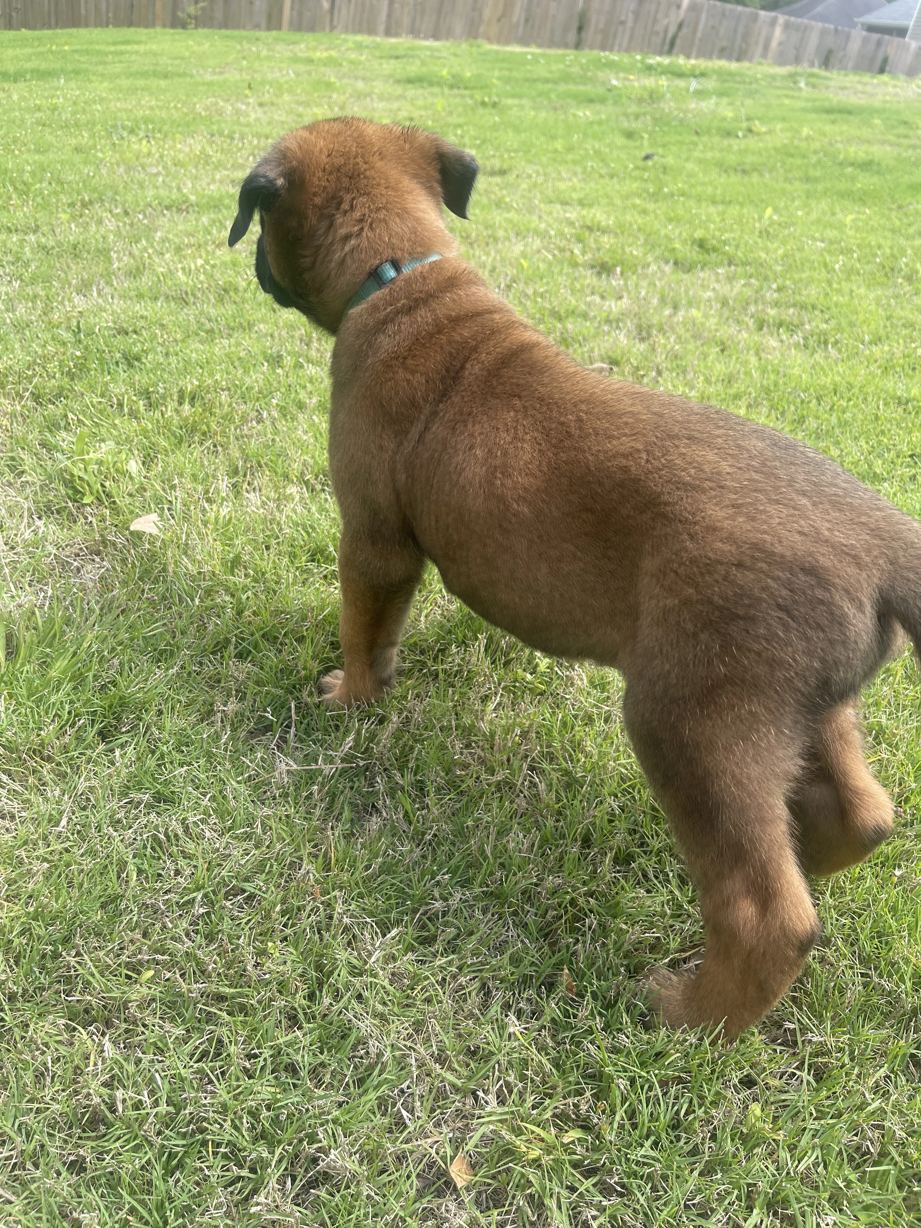 Sokka from the Ranger x Mila litter during puppy evaluation and development.