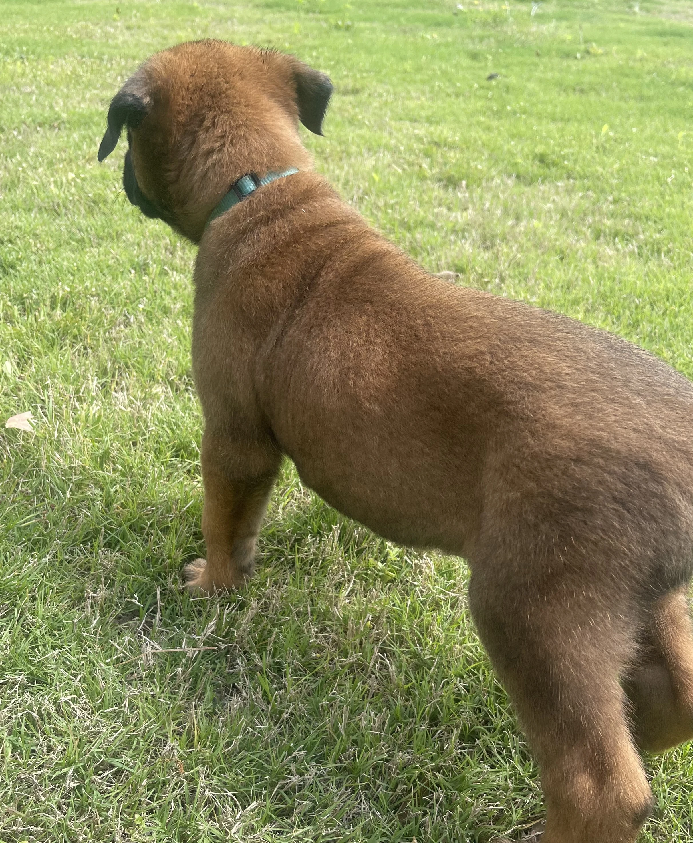 Sokka from the Ranger x Mila litter during puppy evaluation and development.