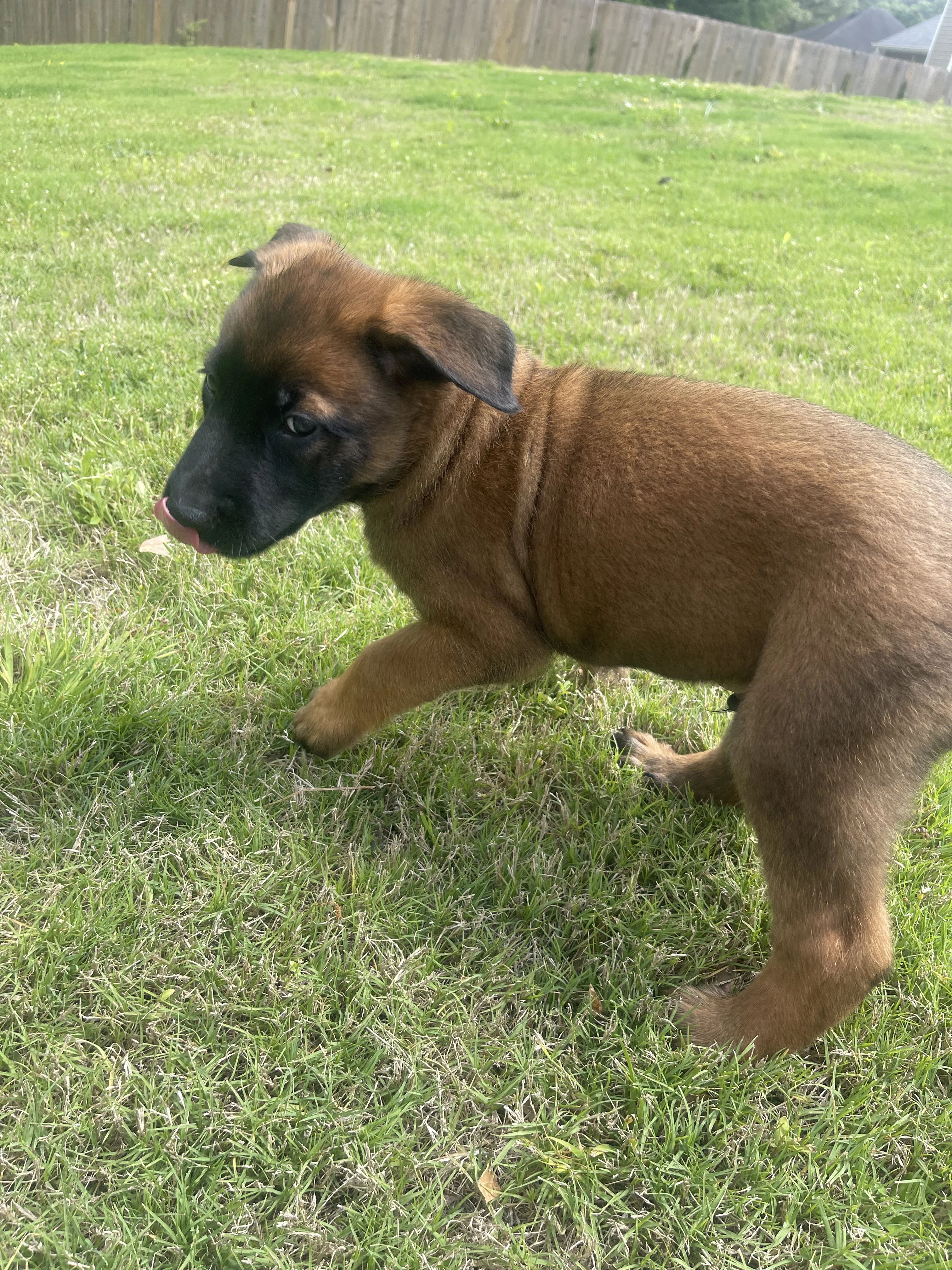 Sokka from the Ranger x Mila litter during puppy evaluation and development.