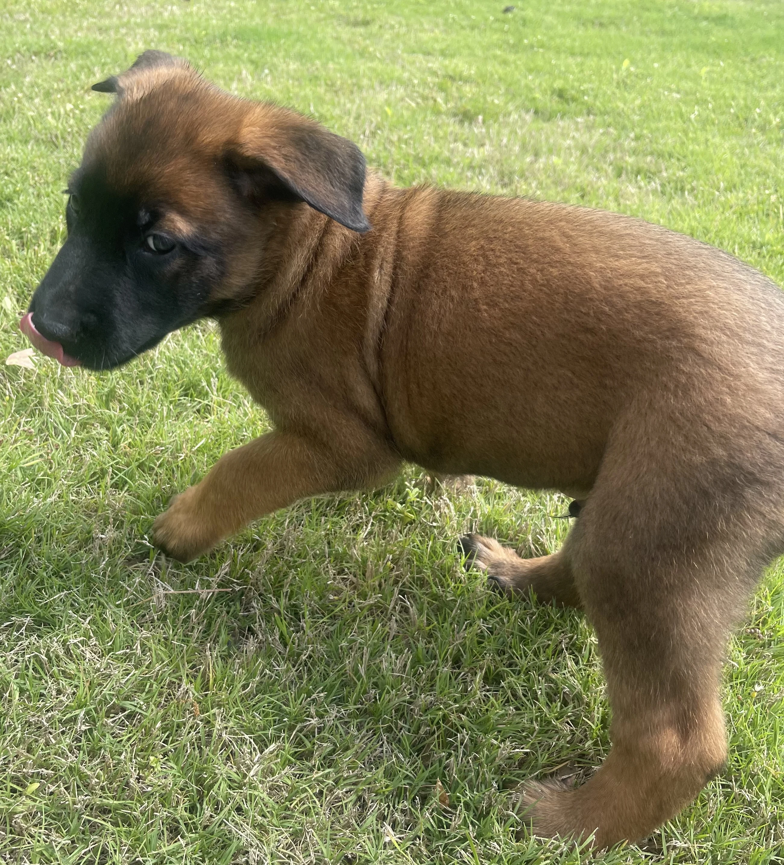 Sokka from the Ranger x Mila litter during puppy evaluation and development.