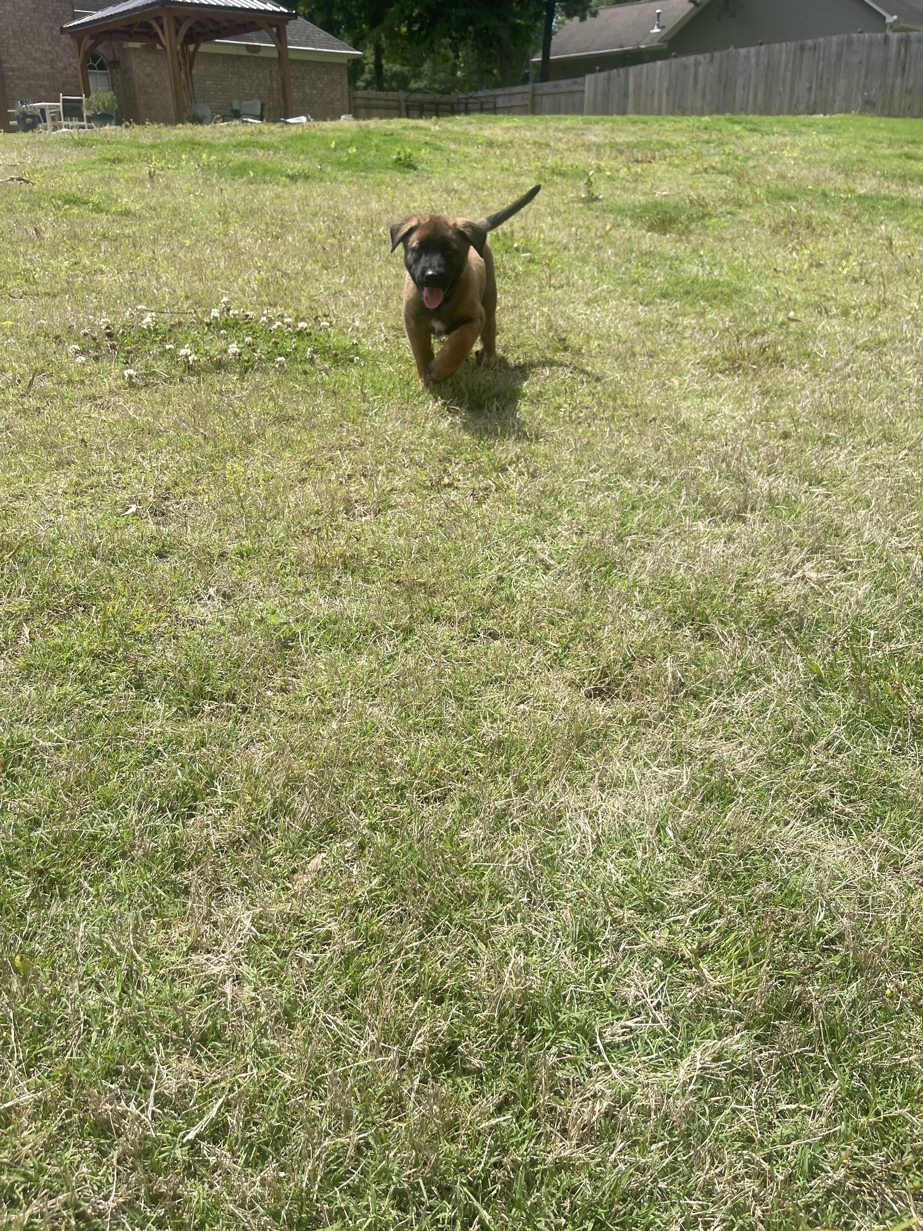 Sokka from the Ranger x Mila litter during puppy evaluation and development.