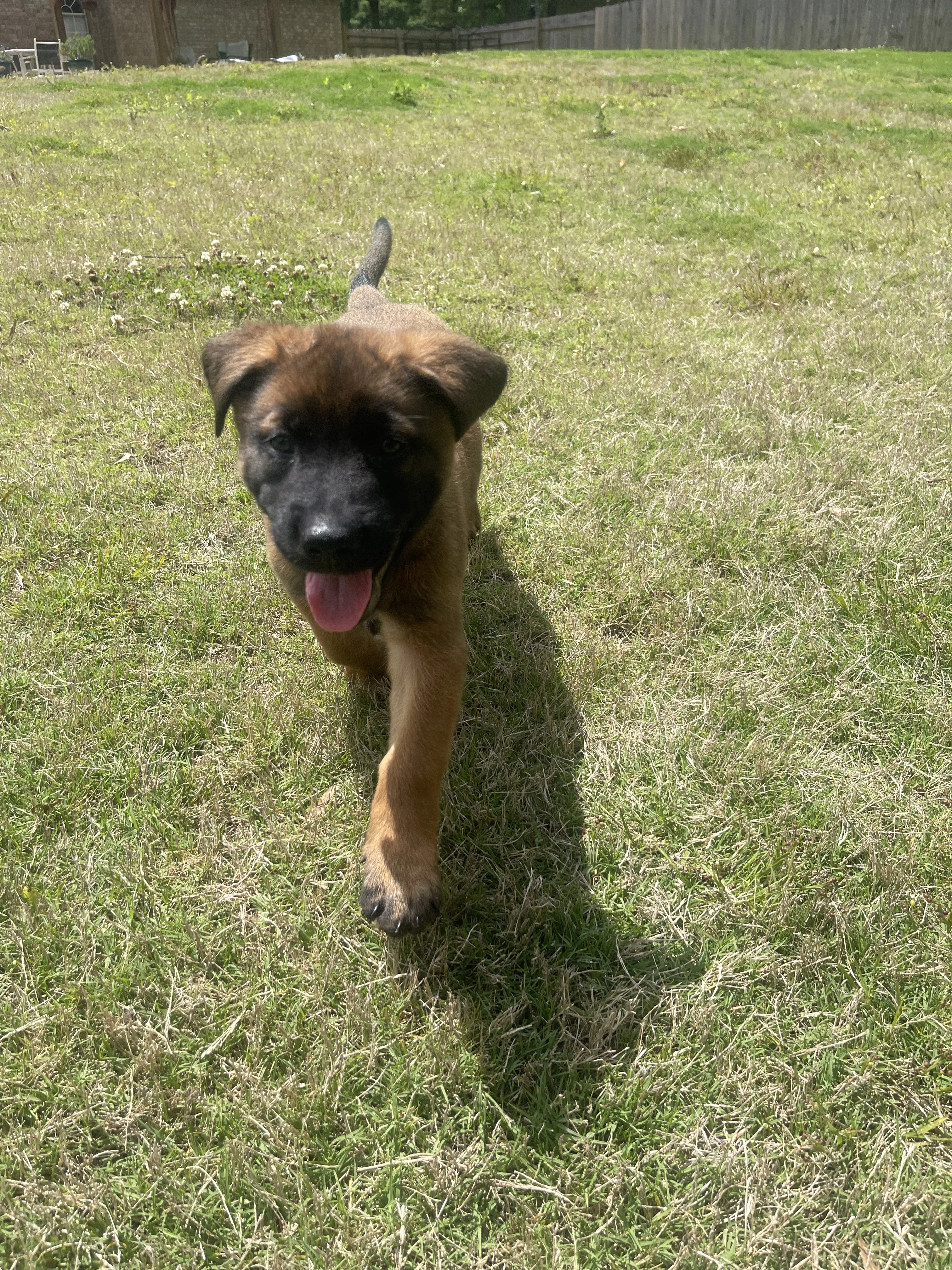 Sokka from the Ranger x Mila litter during puppy evaluation and development.