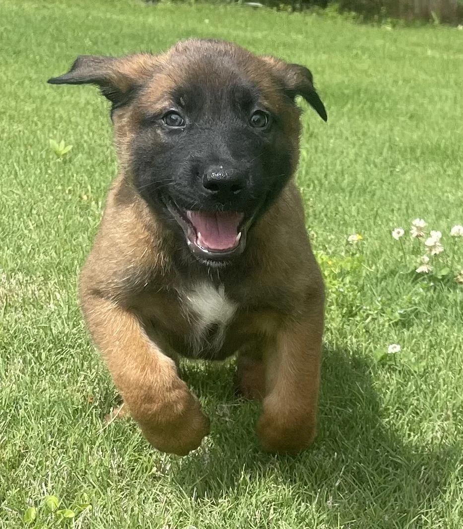 Sokka, Light Blue-collar male puppy.