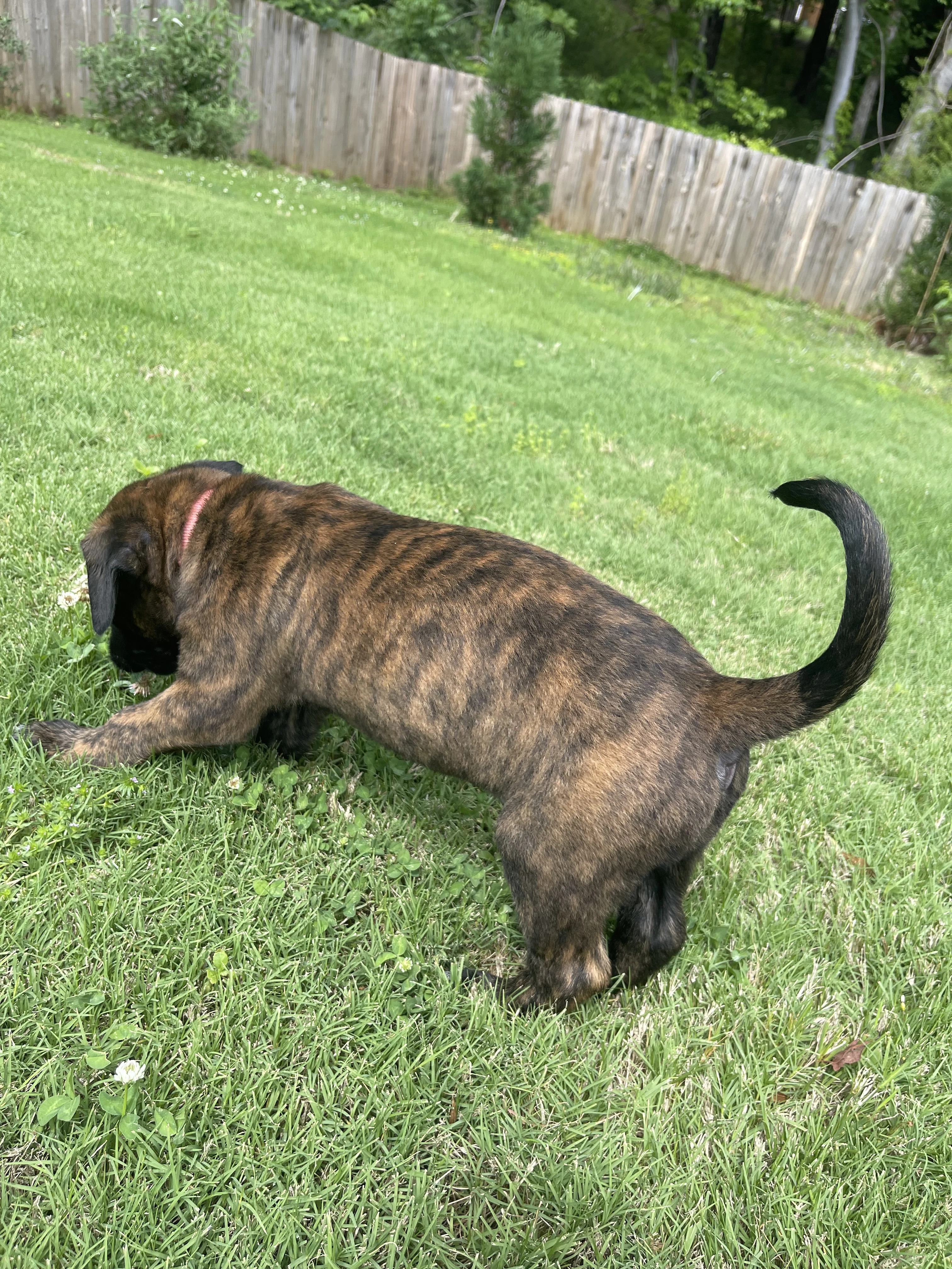 Toph from the Ranger x Mila litter during puppy evaluation and development.