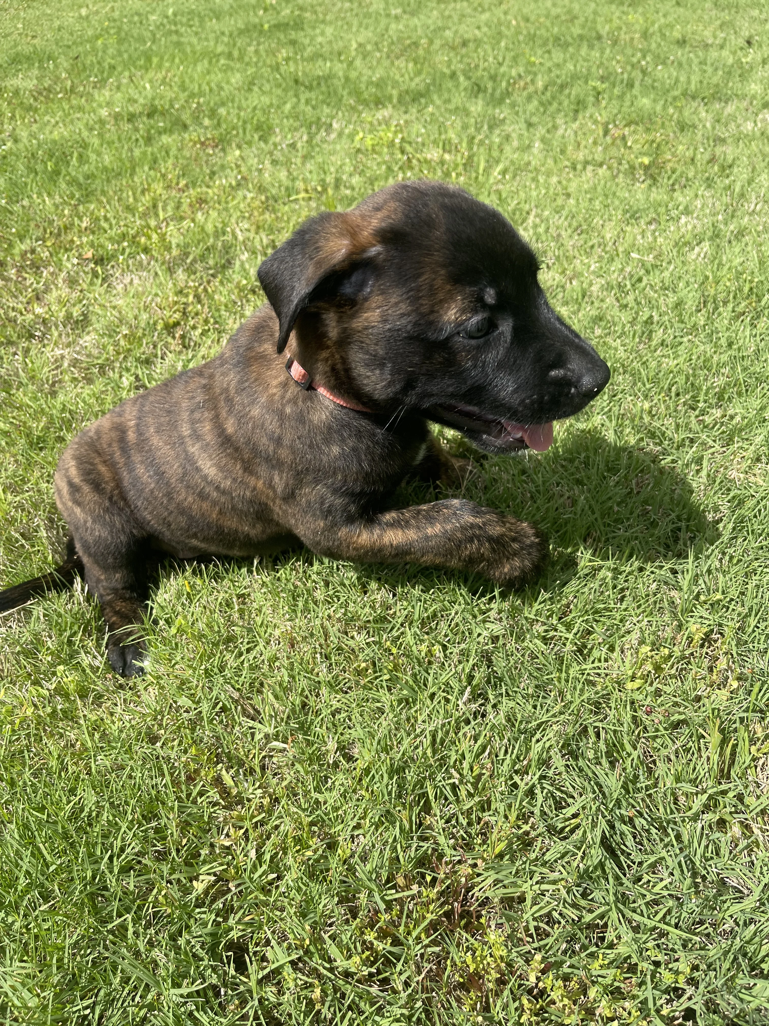 Toph from the Ranger x Mila litter during puppy evaluation and development.