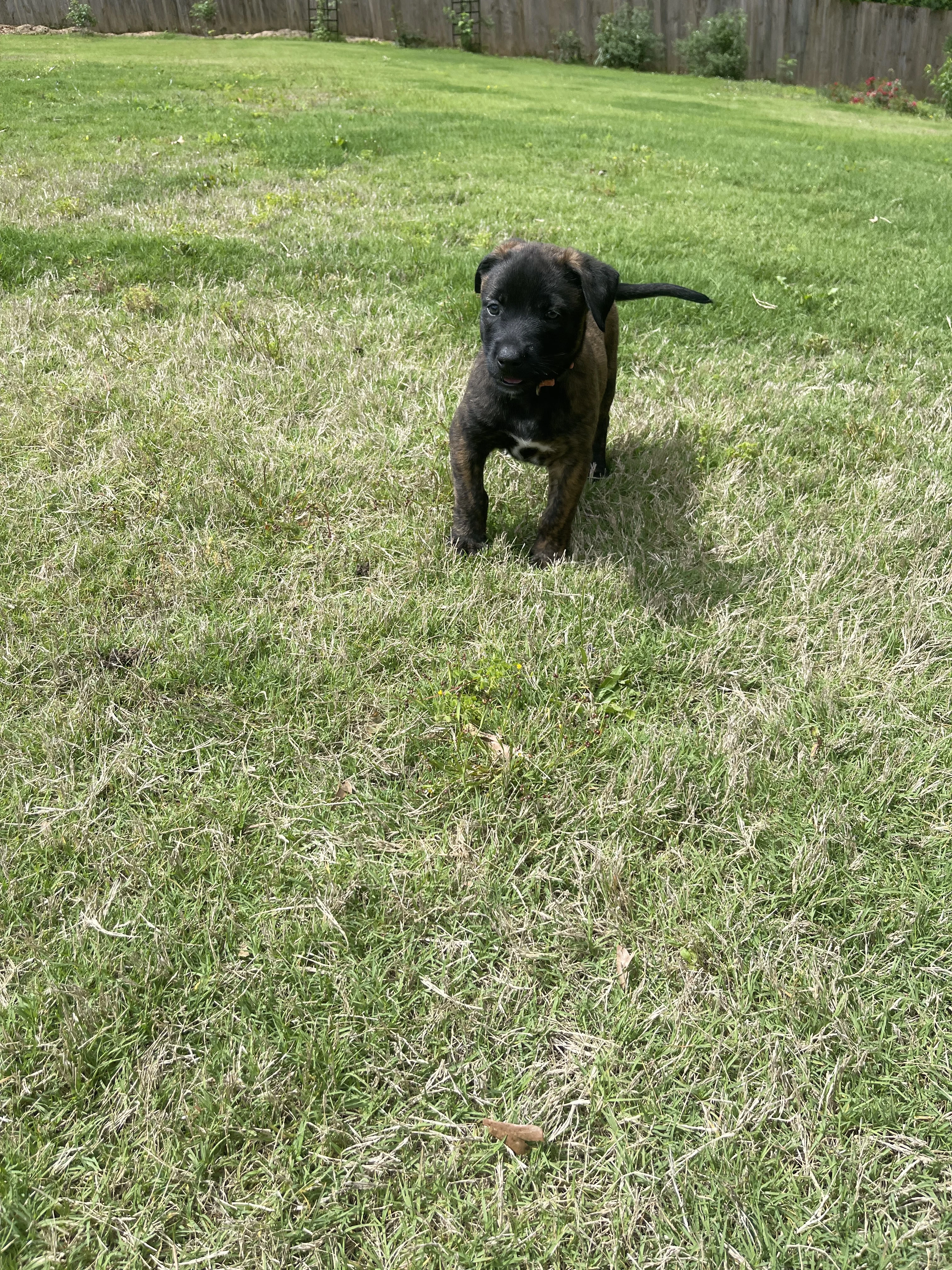 Toph from the Ranger x Mila litter during puppy evaluation and development.