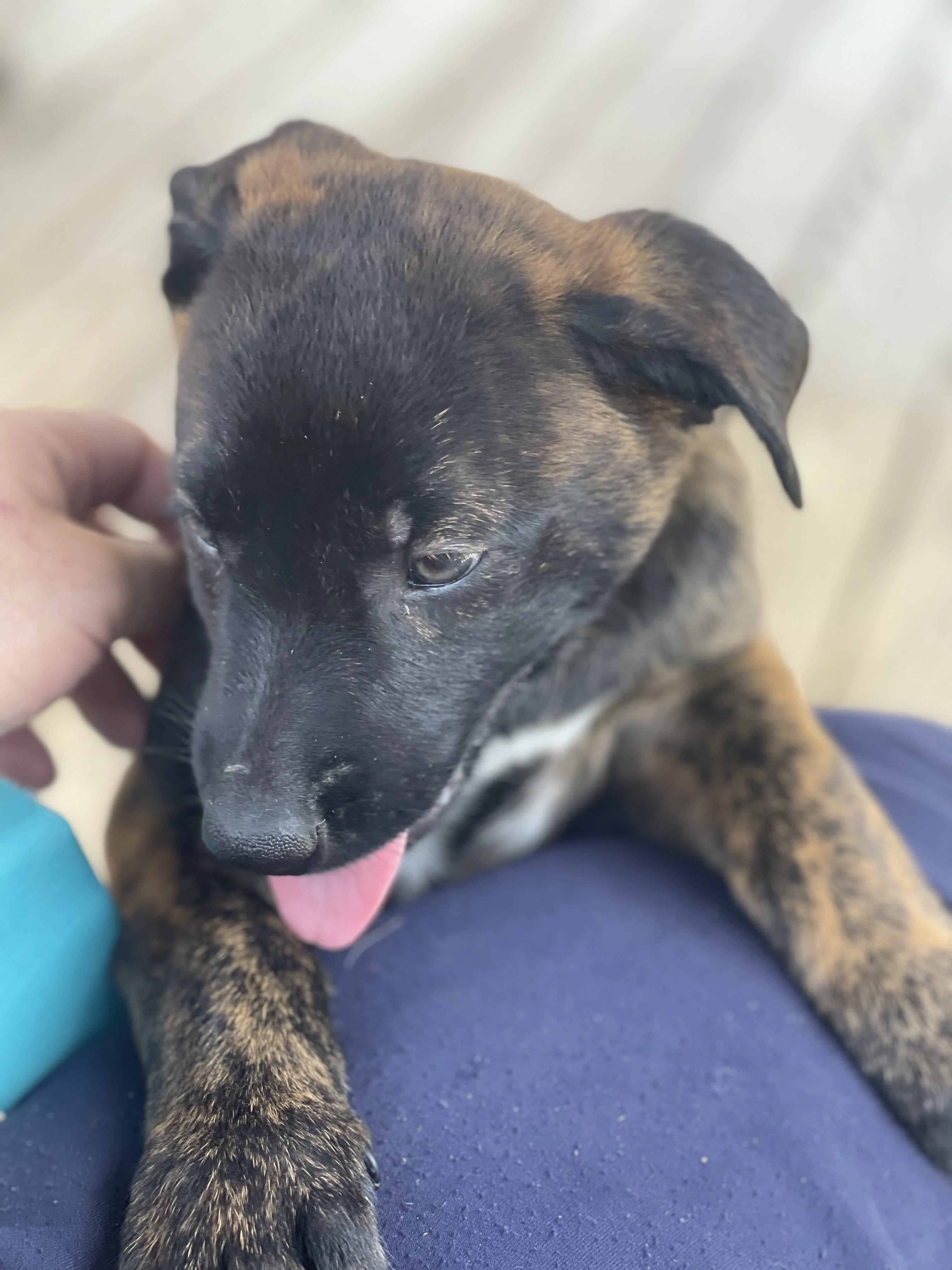 Toph from the Ranger x Mila litter during puppy evaluation and development.