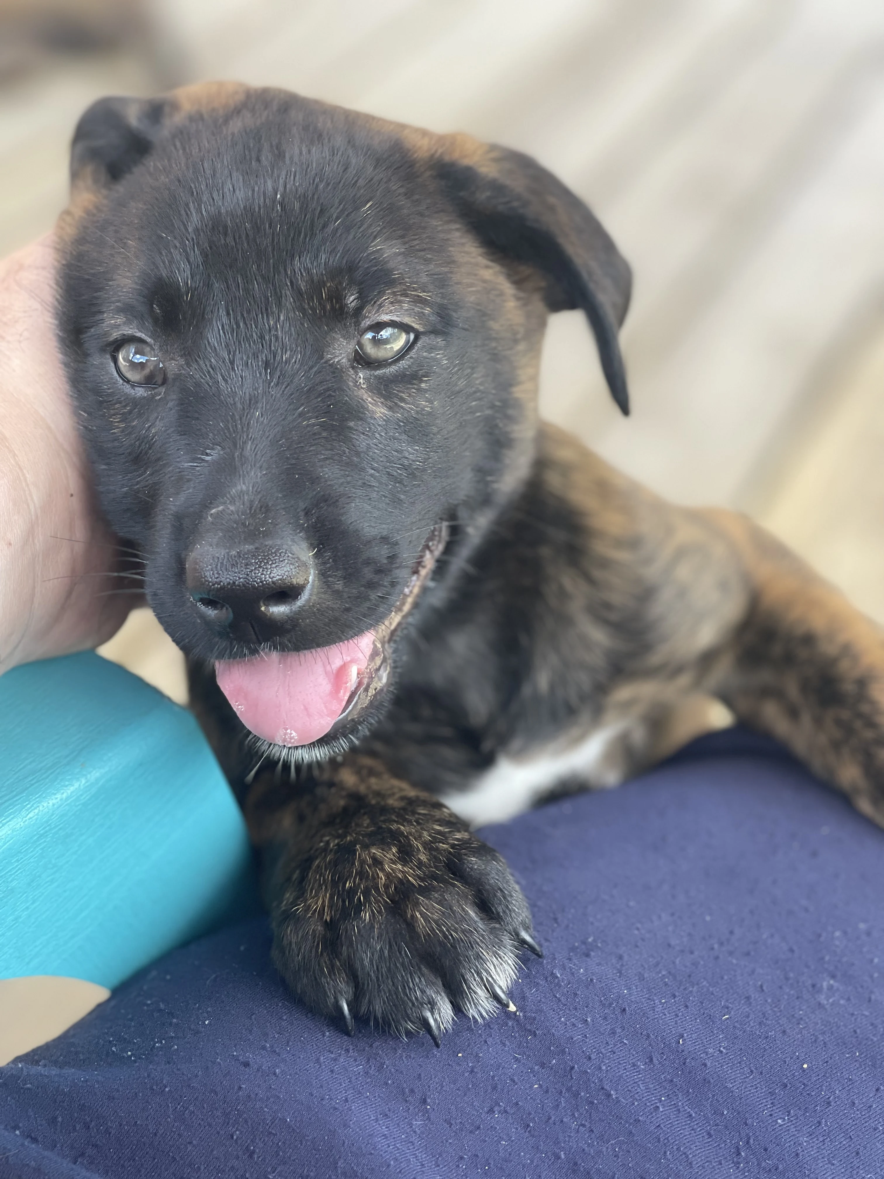 Toph, Pink-collar female puppy.
