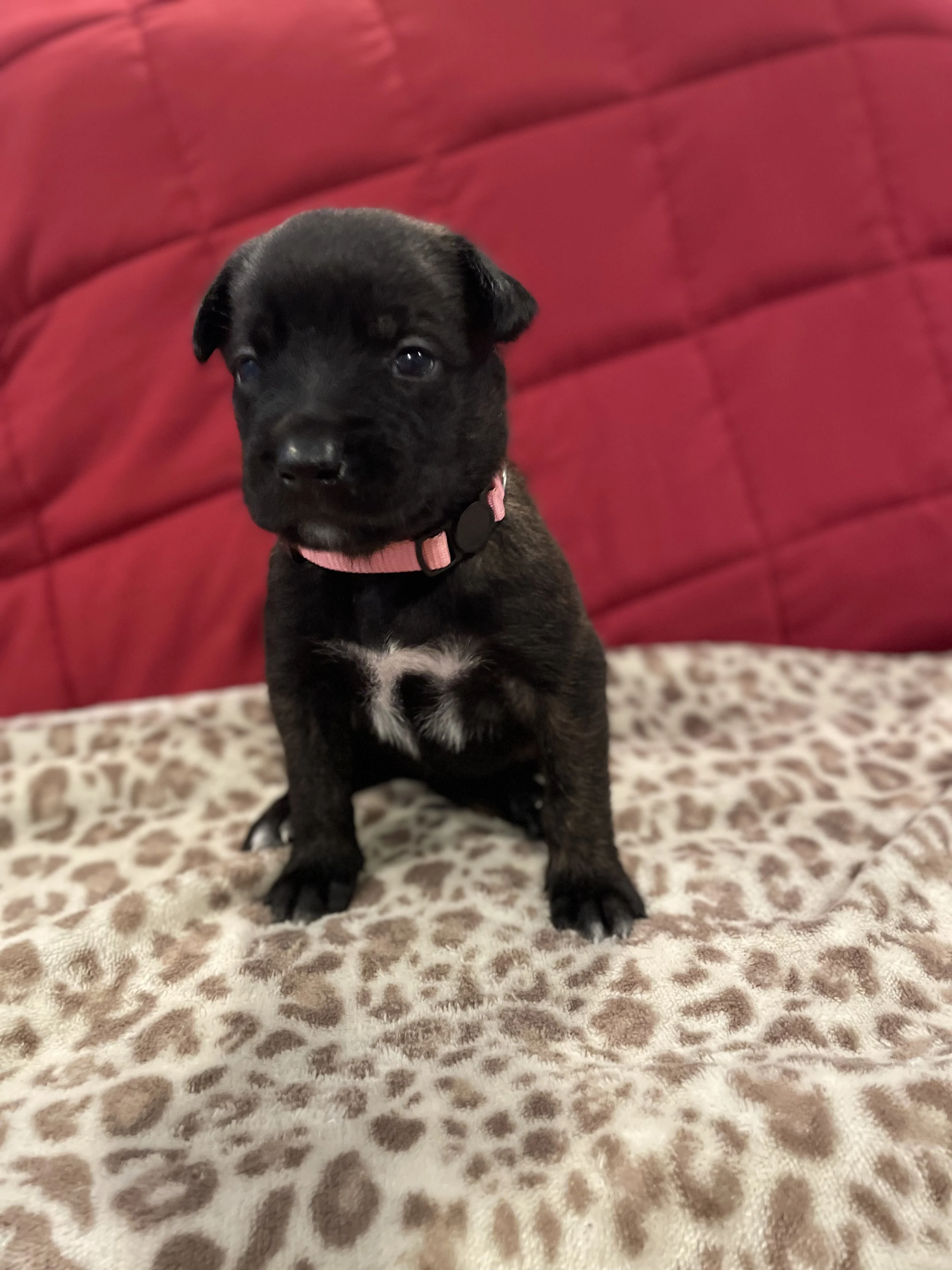 Toph from the Ranger x Mila litter during puppy evaluation and development.