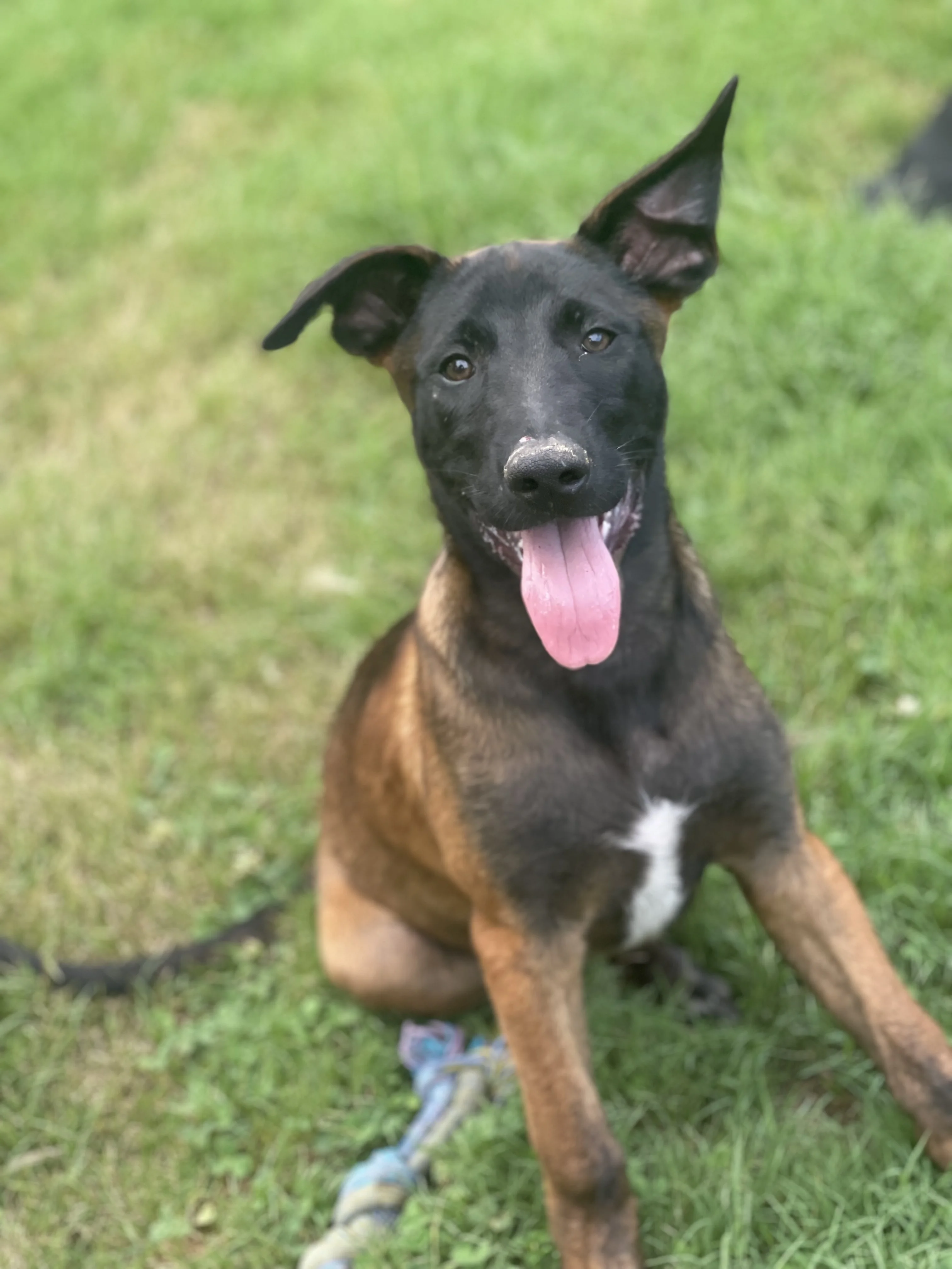 Ty Lee from the Ranger x Mila litter during puppy evaluation and development.