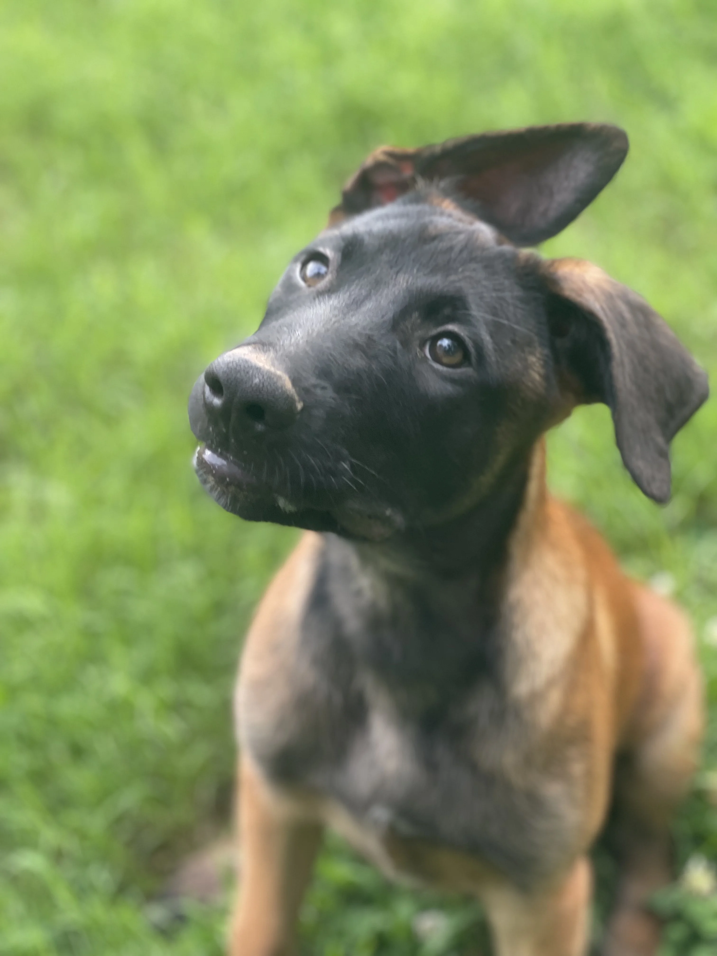 Ty Lee, Orange-collar female puppy.