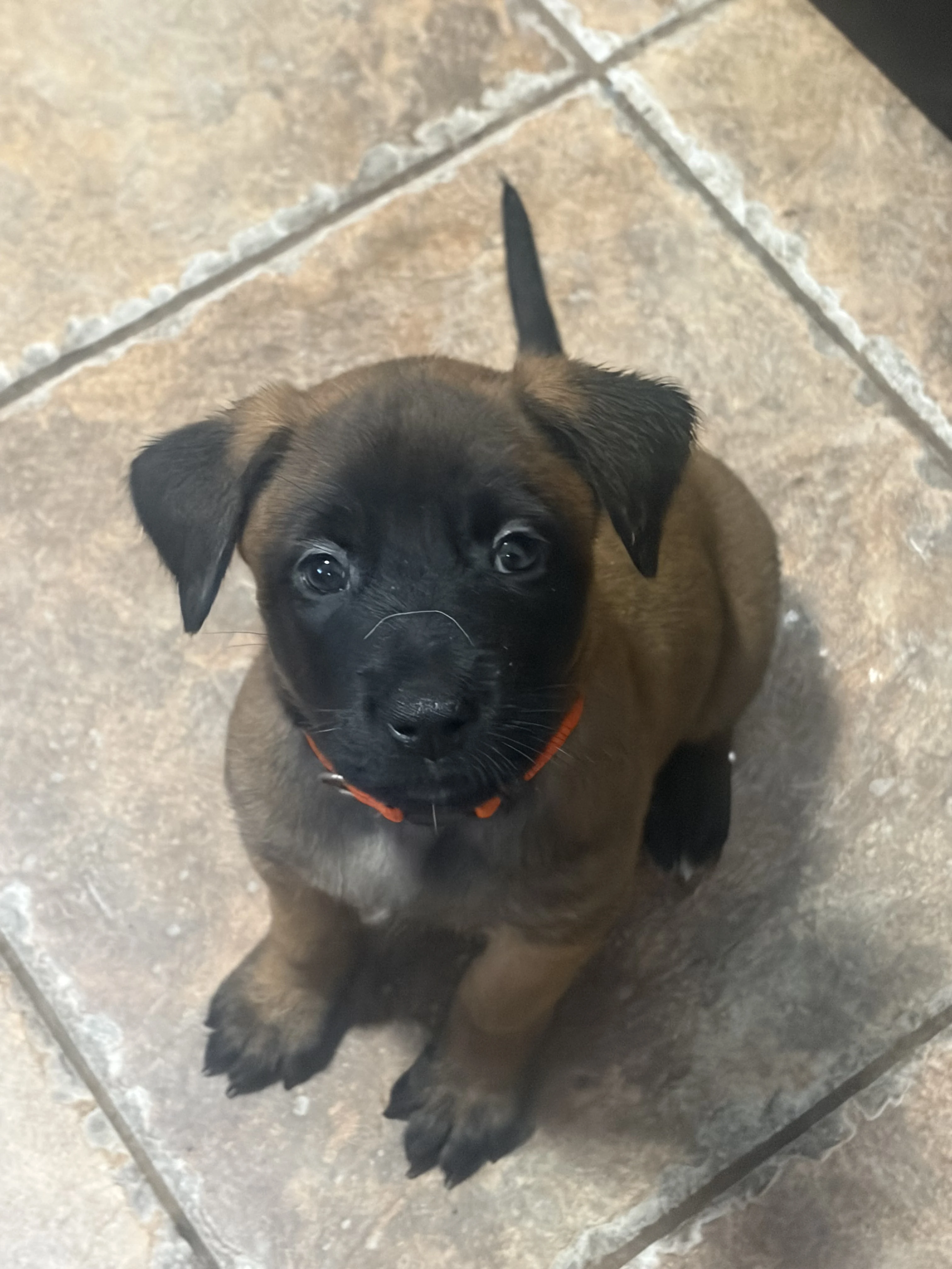 Ty Lee from the Ranger x Mila litter during puppy evaluation and development.