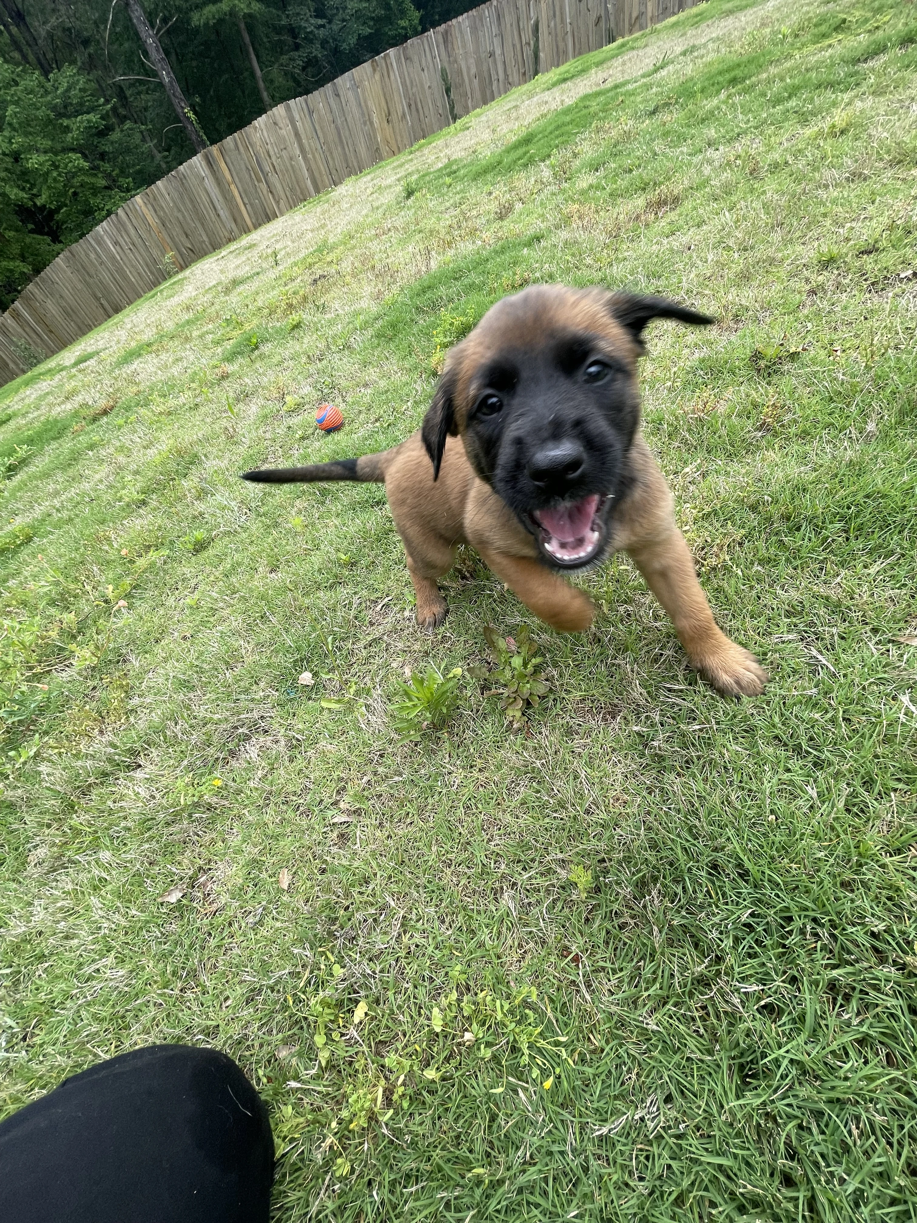 Ty Lee from the Ranger x Mila litter during puppy evaluation and development.