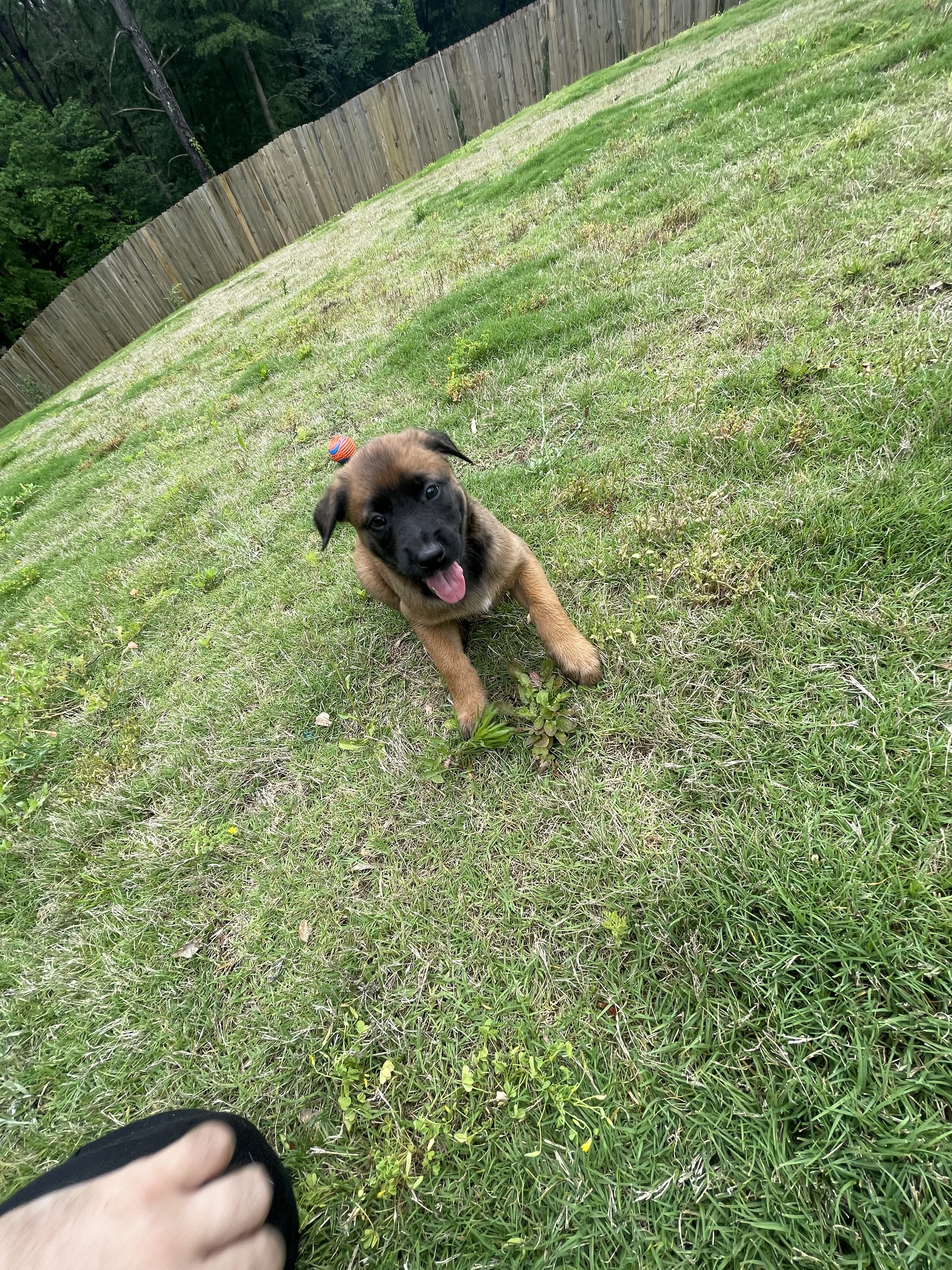Ty Lee from the Ranger x Mila litter during puppy evaluation and development.