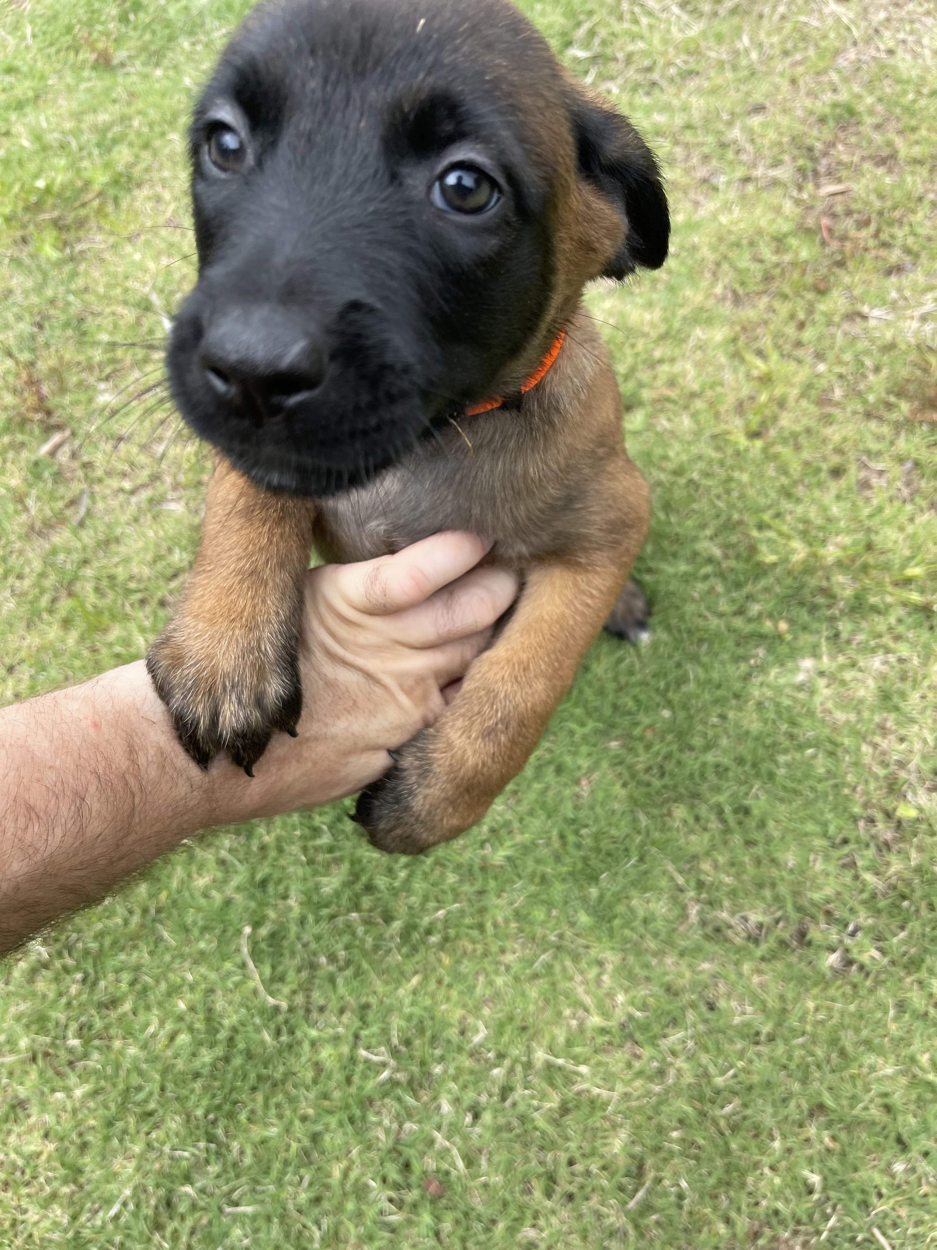 Ty Lee from the Ranger x Mila litter during puppy evaluation and development.