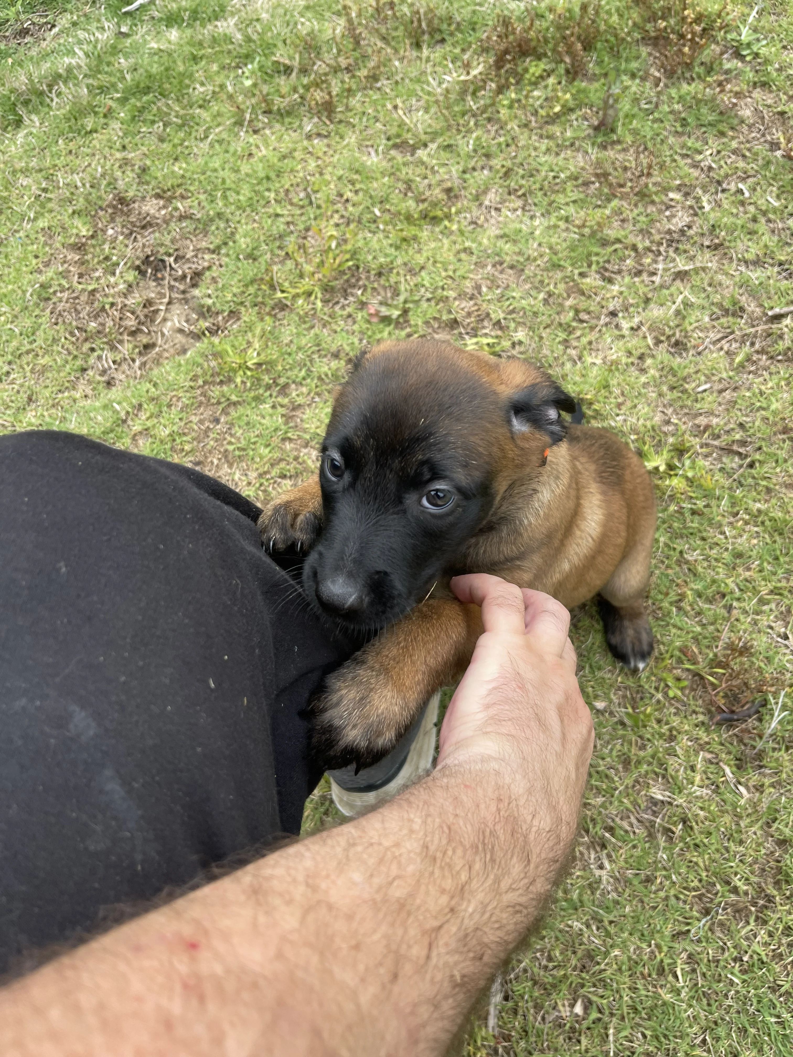 Ty Lee from the Ranger x Mila litter during puppy evaluation and development.