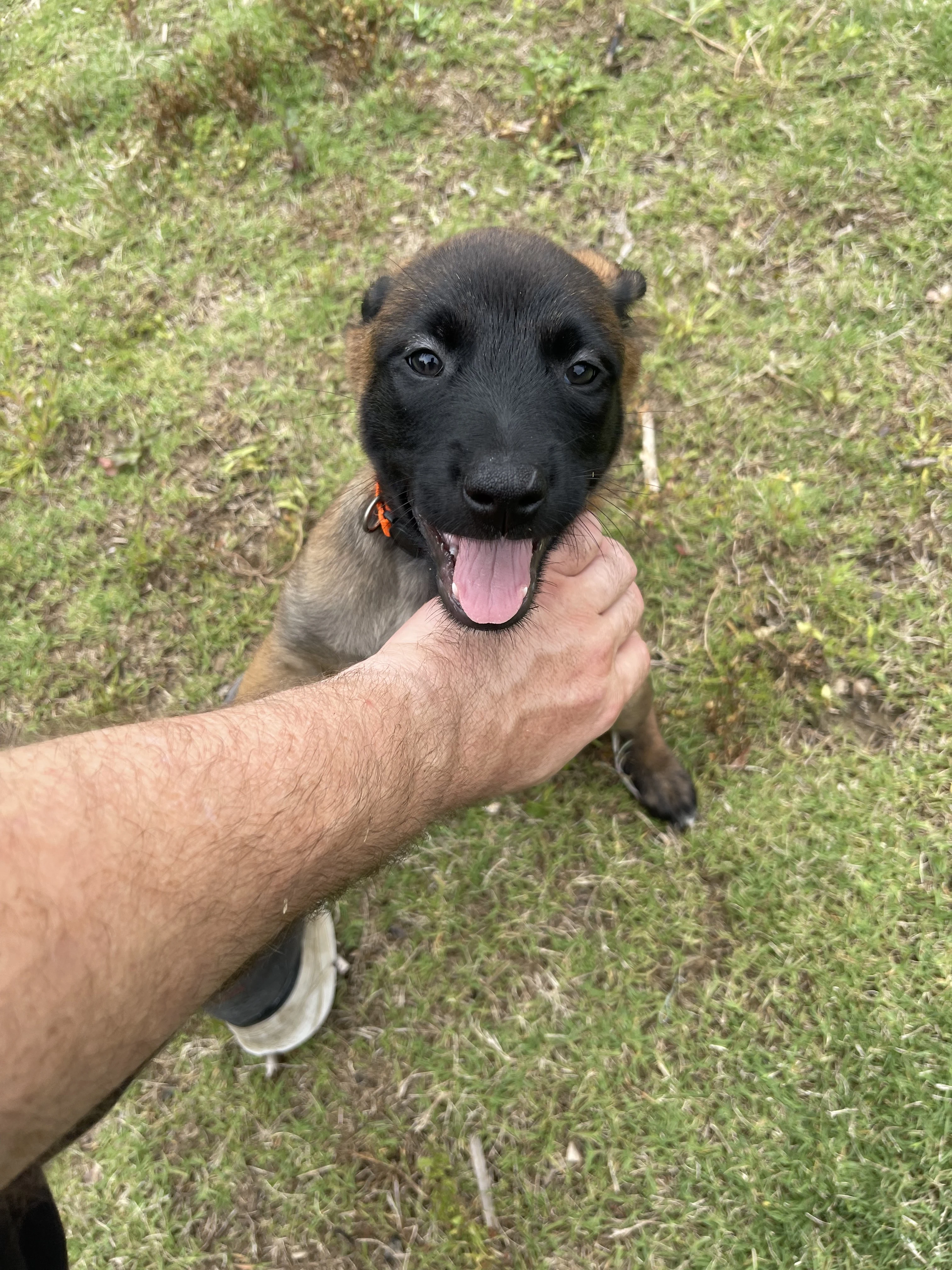 Ty Lee from the Ranger x Mila litter during puppy evaluation and development.