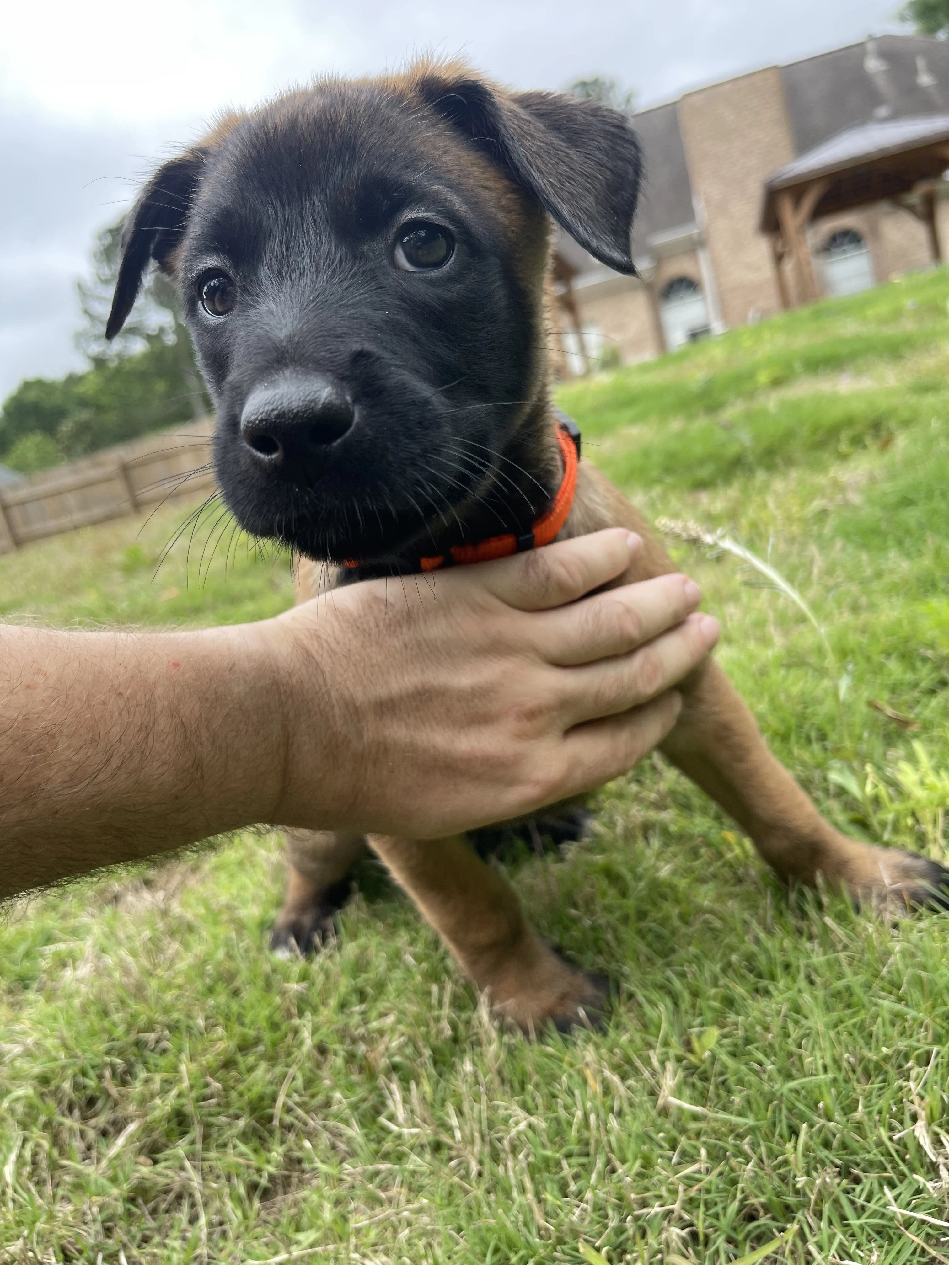 Ty Lee from the Ranger x Mila litter during puppy evaluation and development.