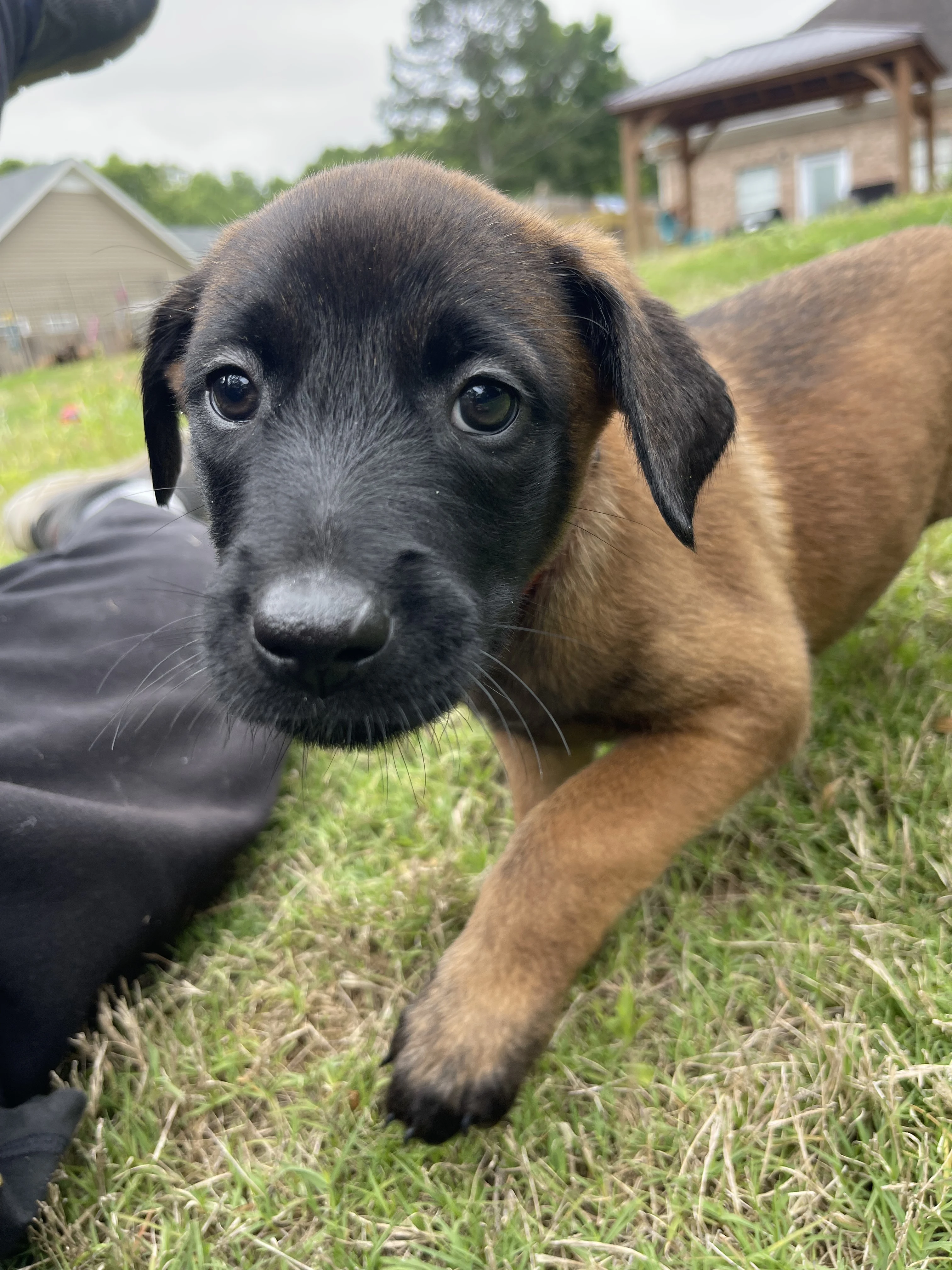Ty Lee from the Ranger x Mila litter during puppy evaluation and development.