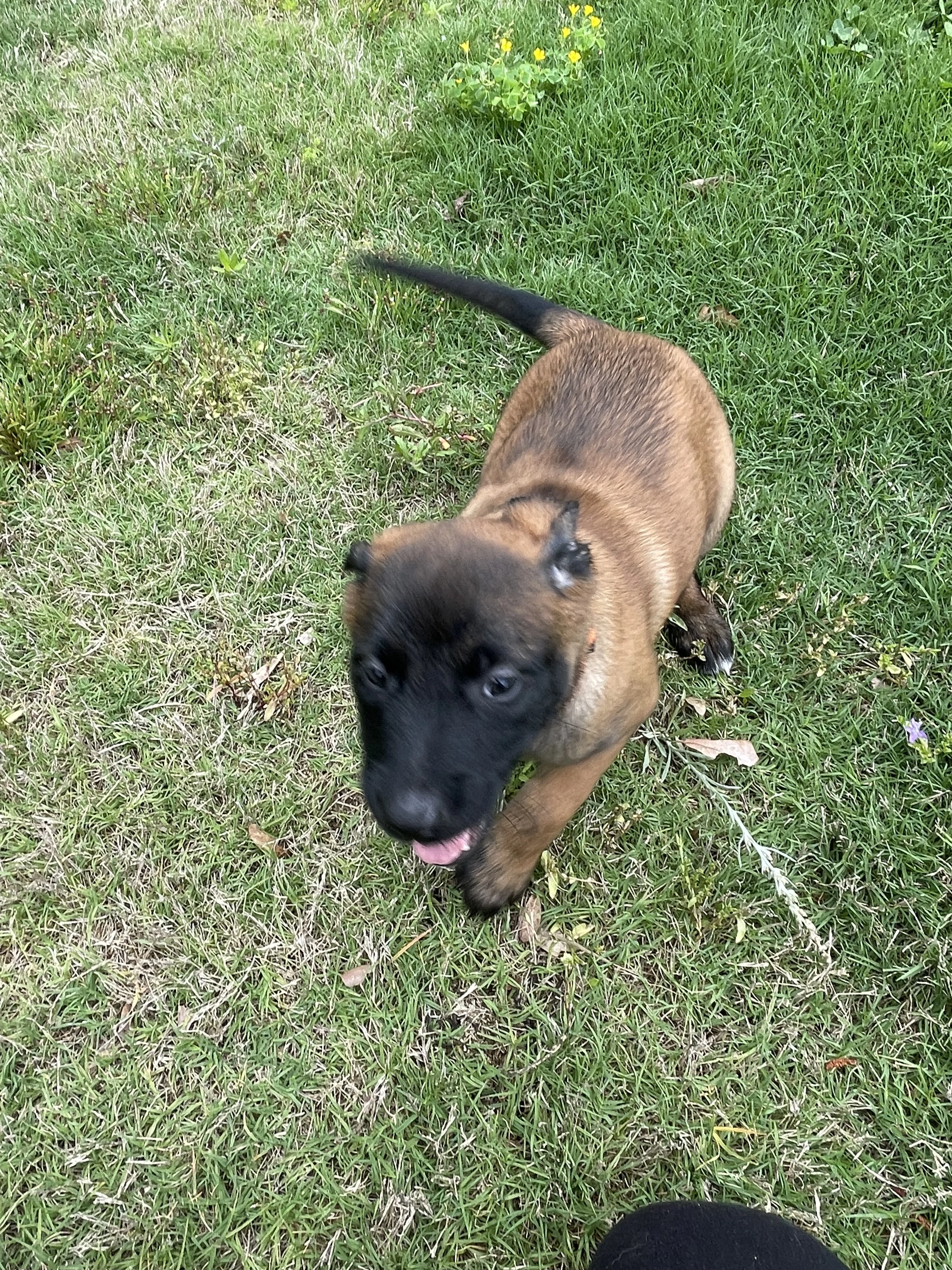 Ty Lee from the Ranger x Mila litter during puppy evaluation and development.