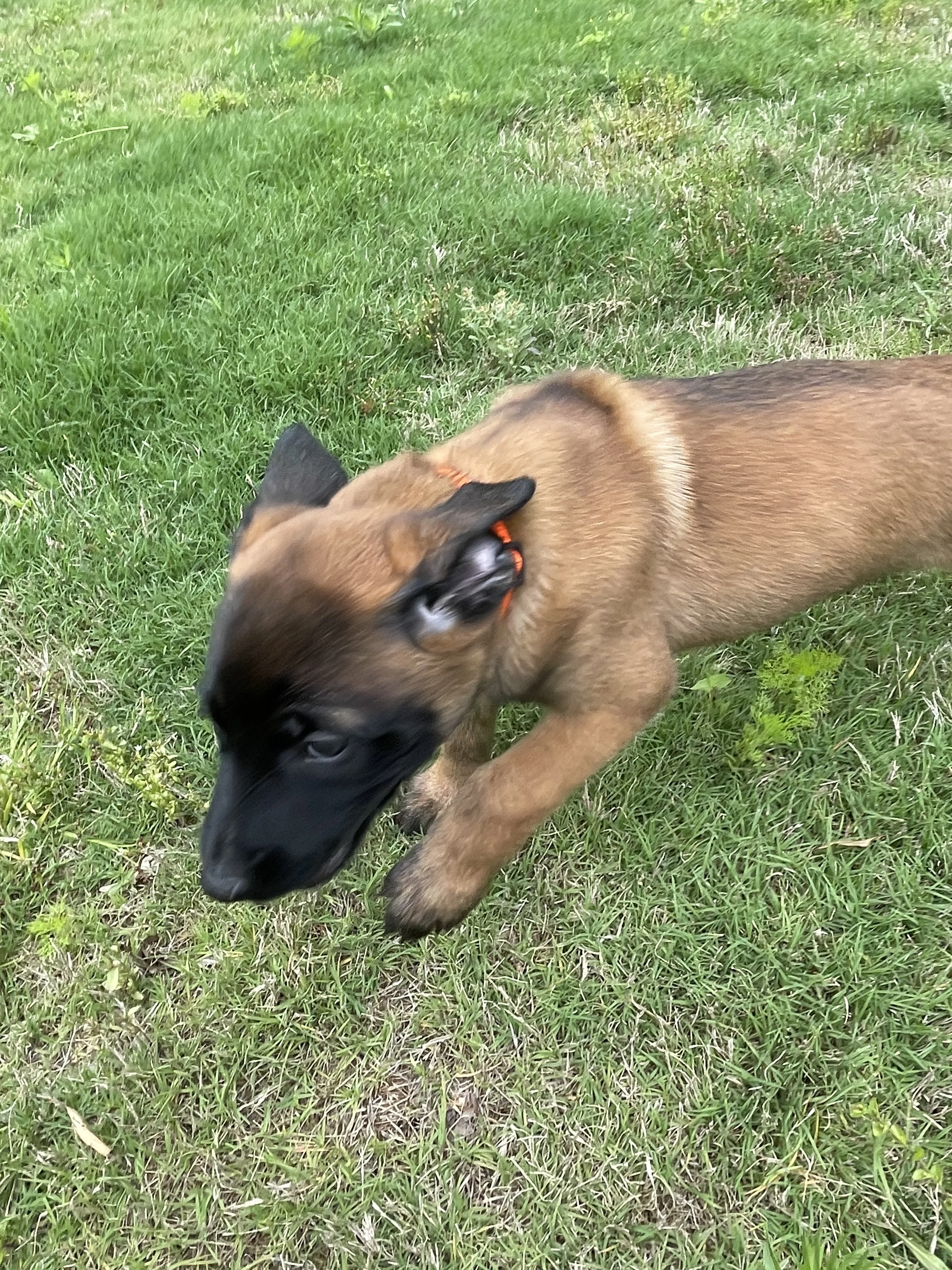 Ty Lee from the Ranger x Mila litter during puppy evaluation and development.