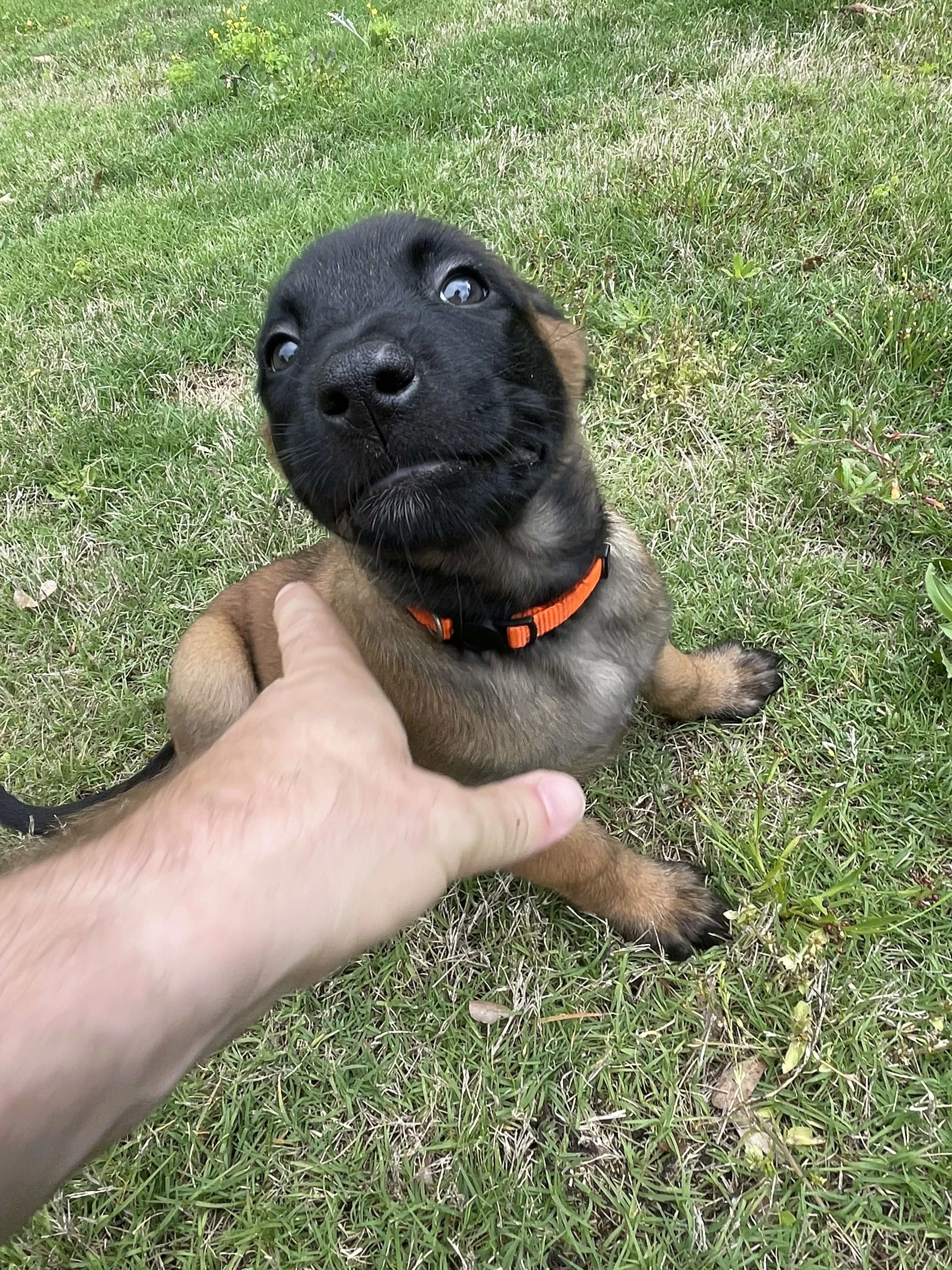 Ty Lee from the Ranger x Mila litter during puppy evaluation and development.