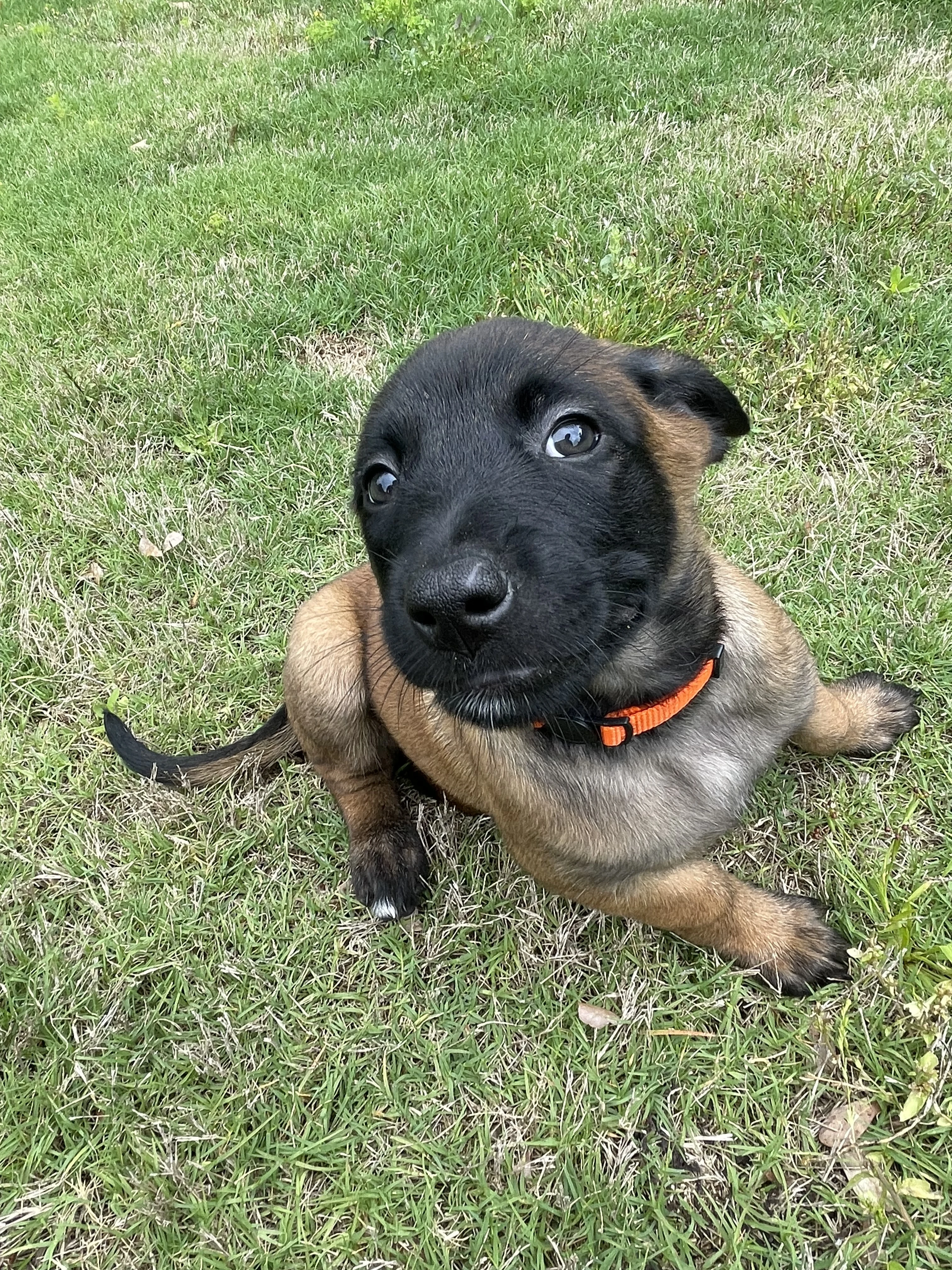 Ty Lee from the Ranger x Mila litter during puppy evaluation and development.