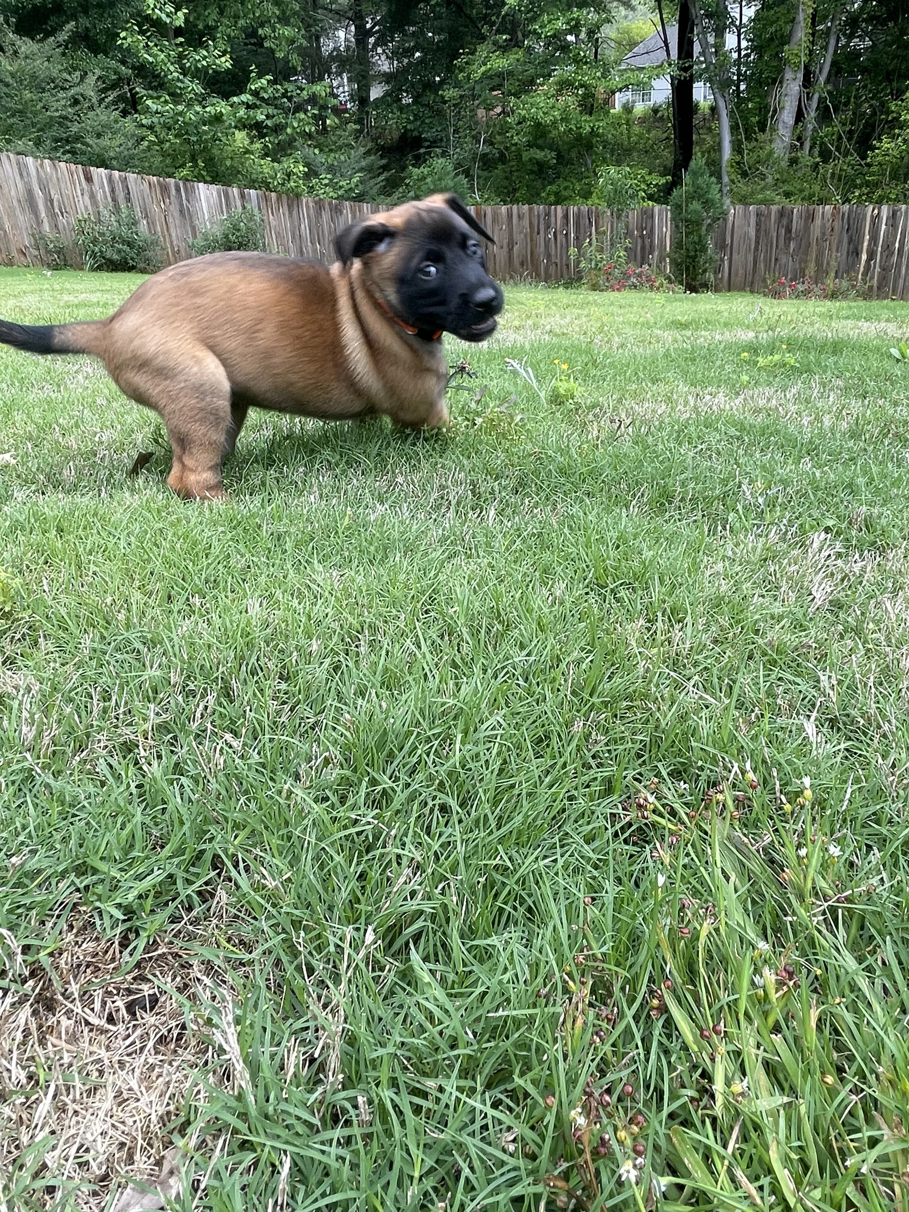 Ty Lee from the Ranger x Mila litter during puppy evaluation and development.