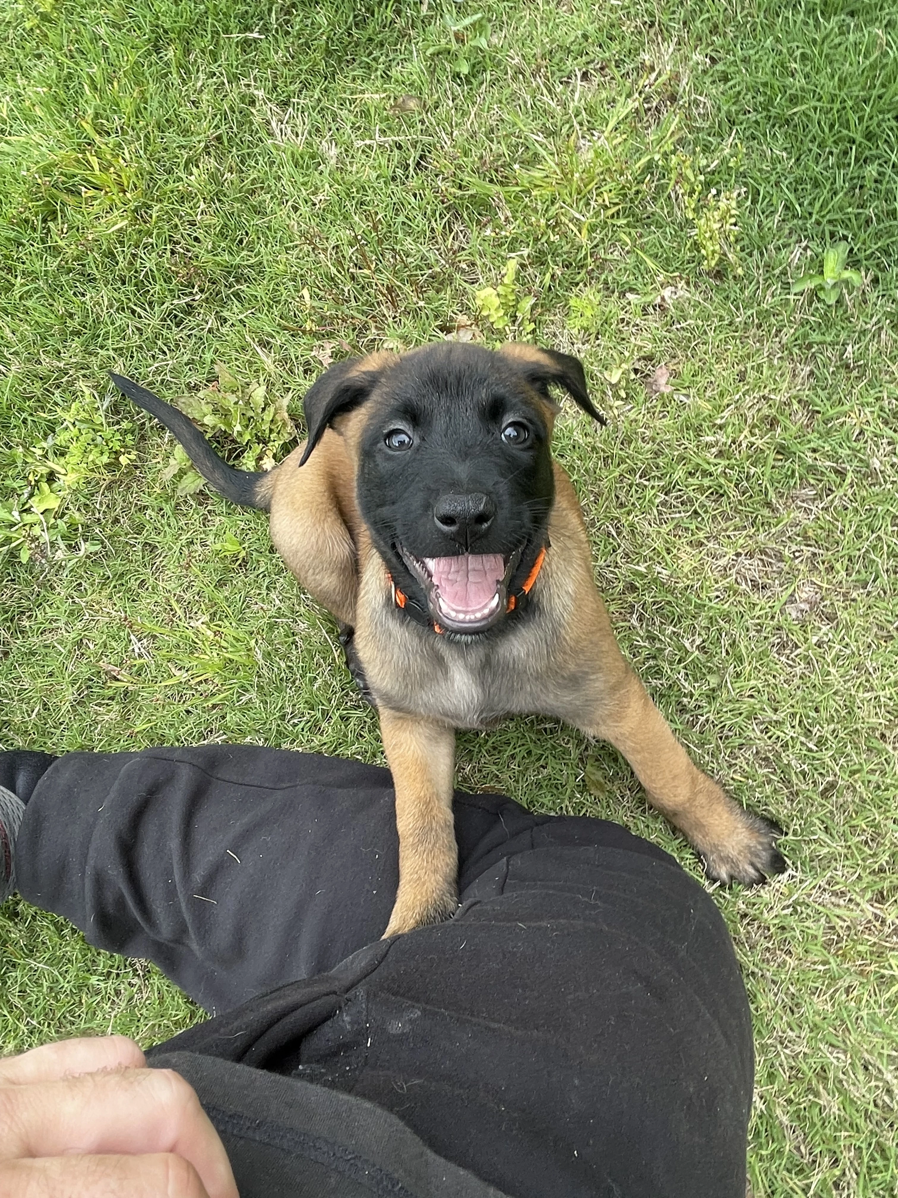 Ty Lee from the Ranger x Mila litter during puppy evaluation and development.