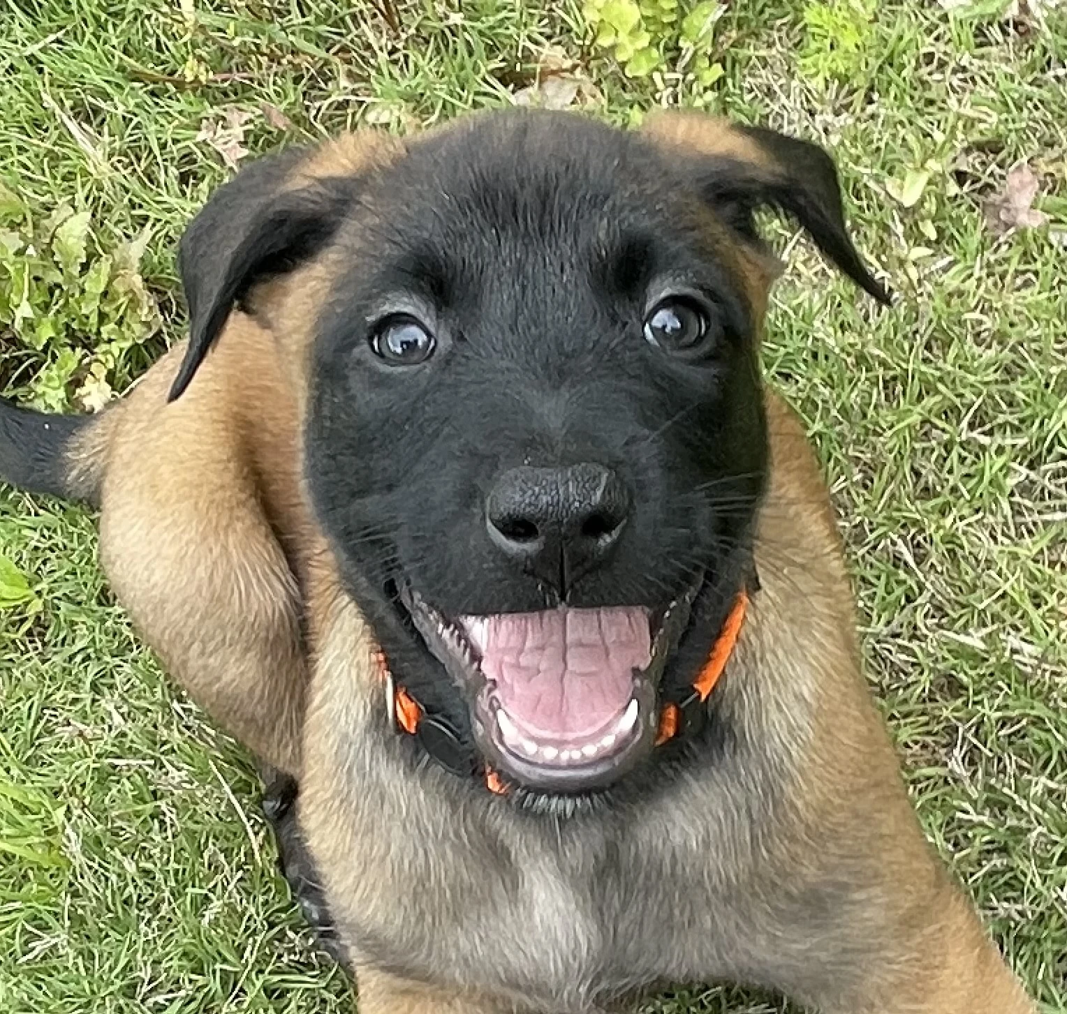 Ty Lee from the Ranger x Mila litter during puppy evaluation and development.