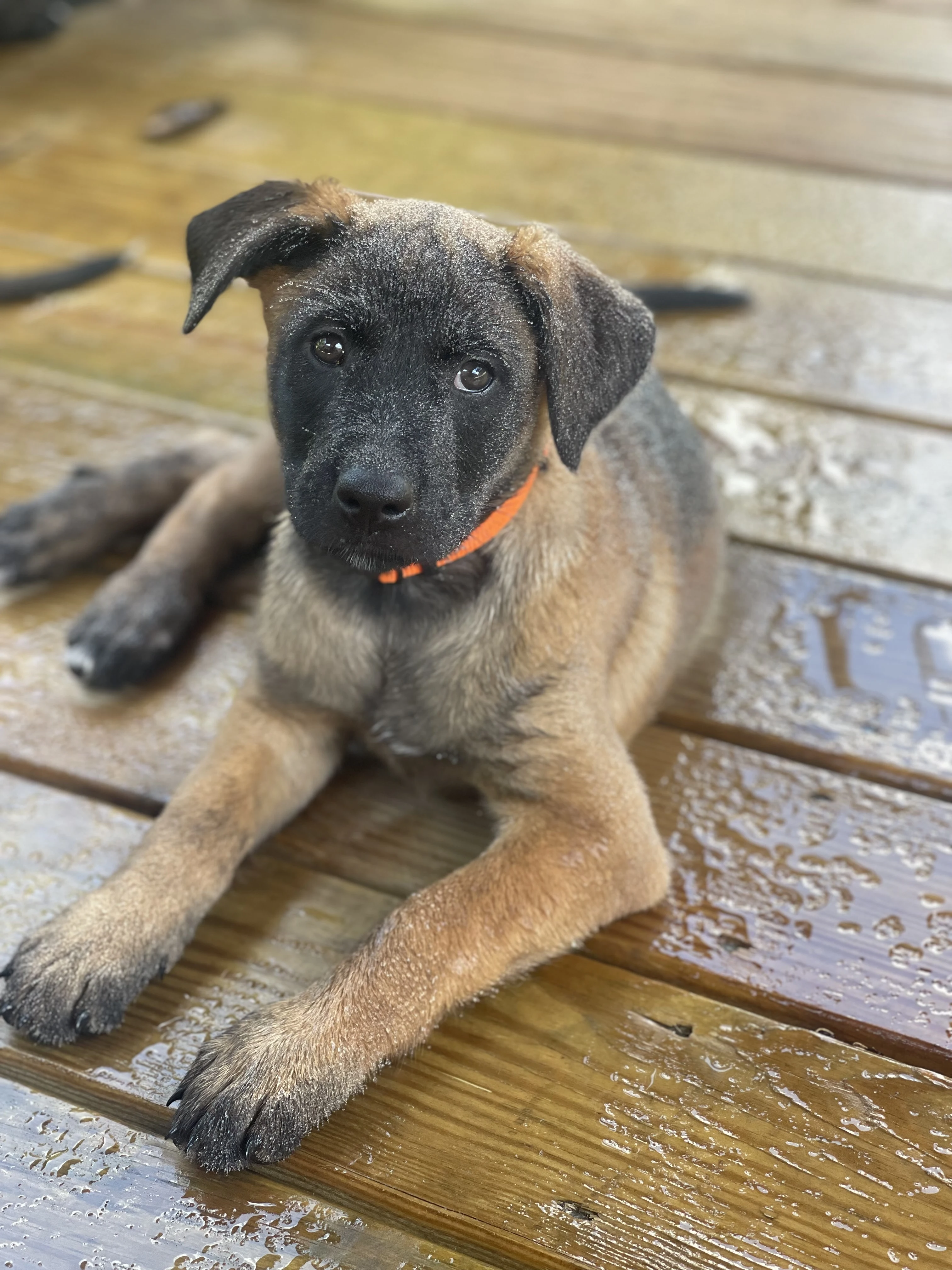 Ty Lee, Orange-collar female puppy.