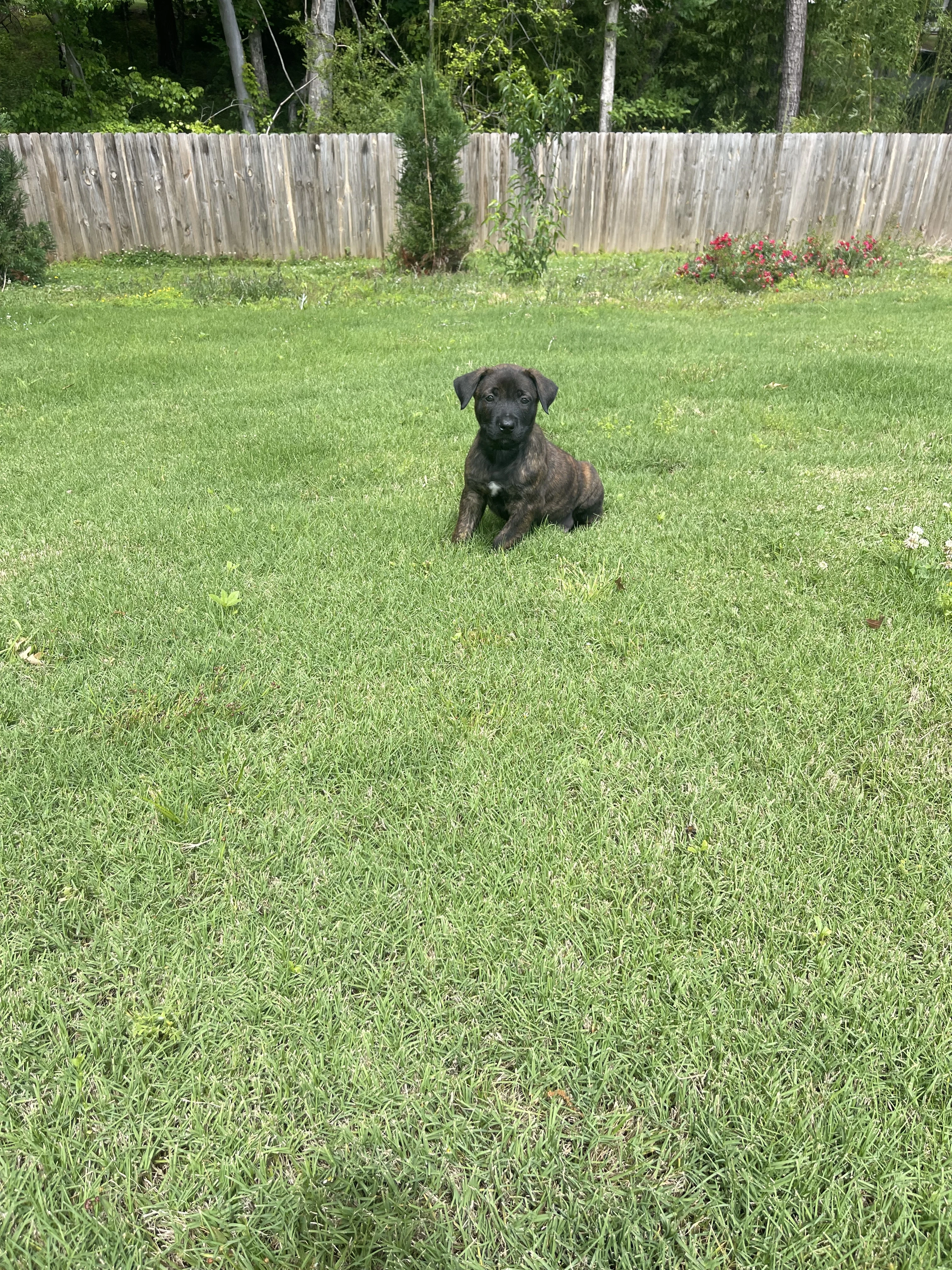 Zuko from the Ranger x Mila litter during puppy evaluation and development.
