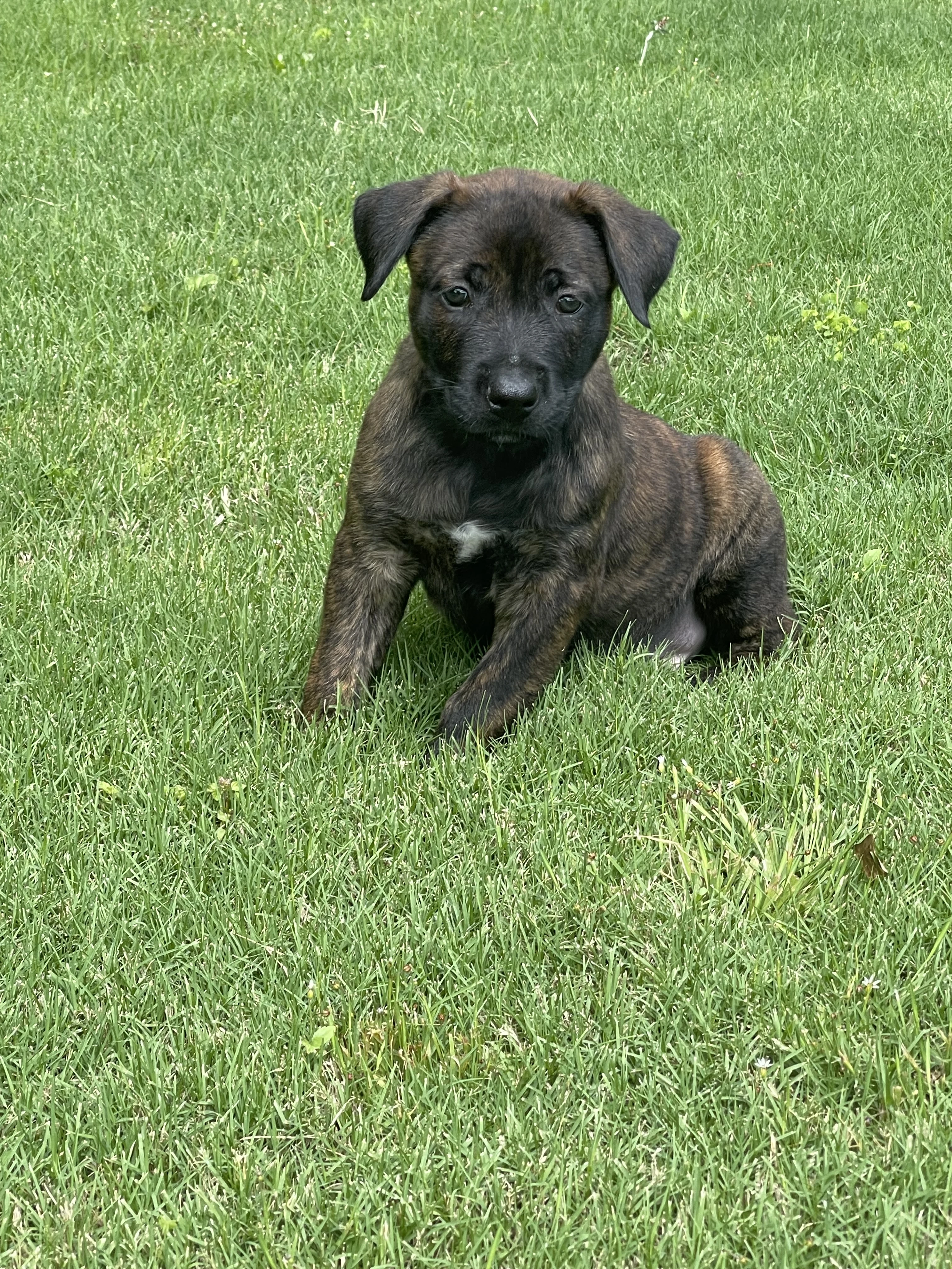 Zuko from the Ranger x Mila litter during puppy evaluation and development.