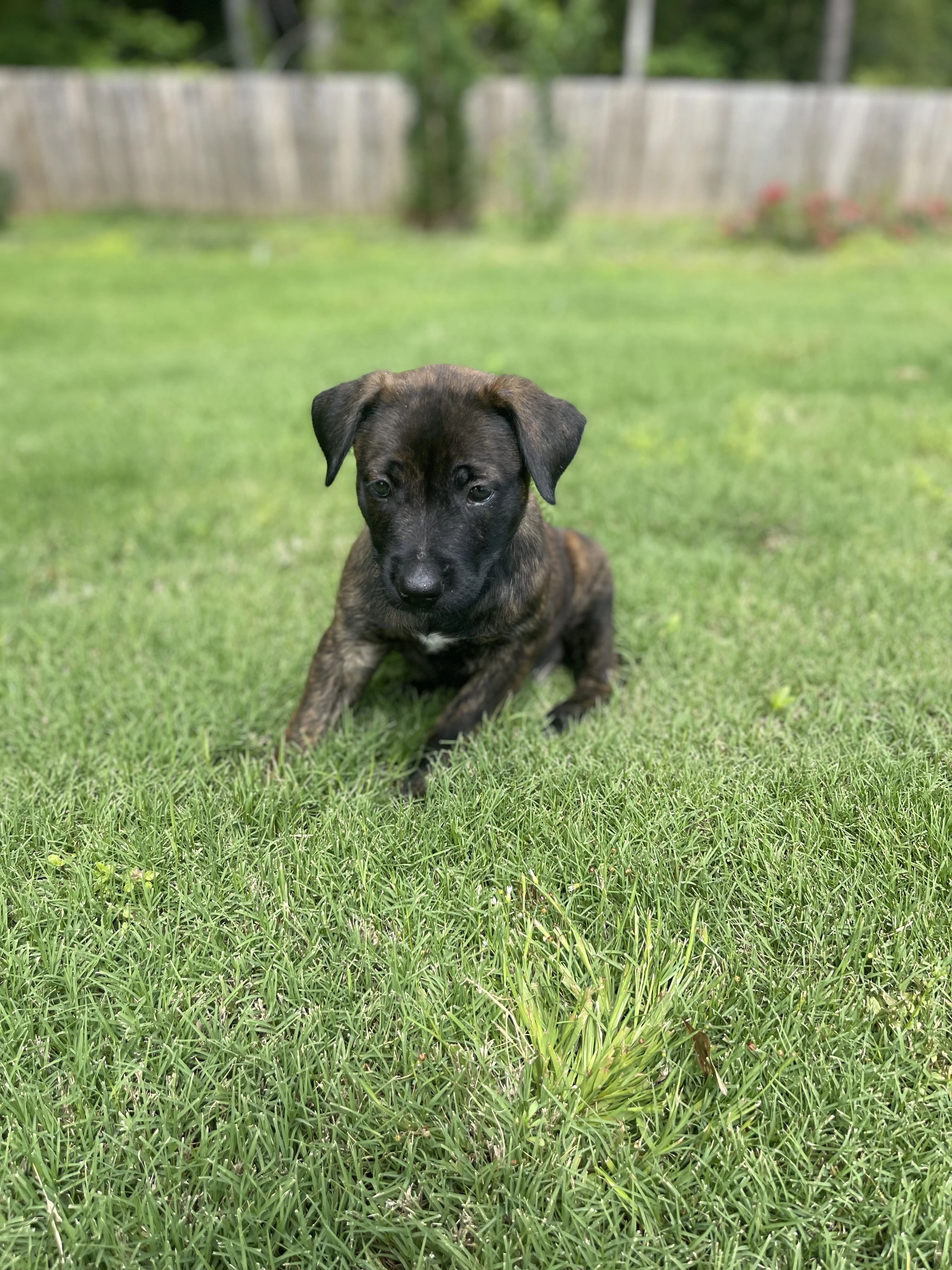 Zuko from the Ranger x Mila litter during puppy evaluation and development.